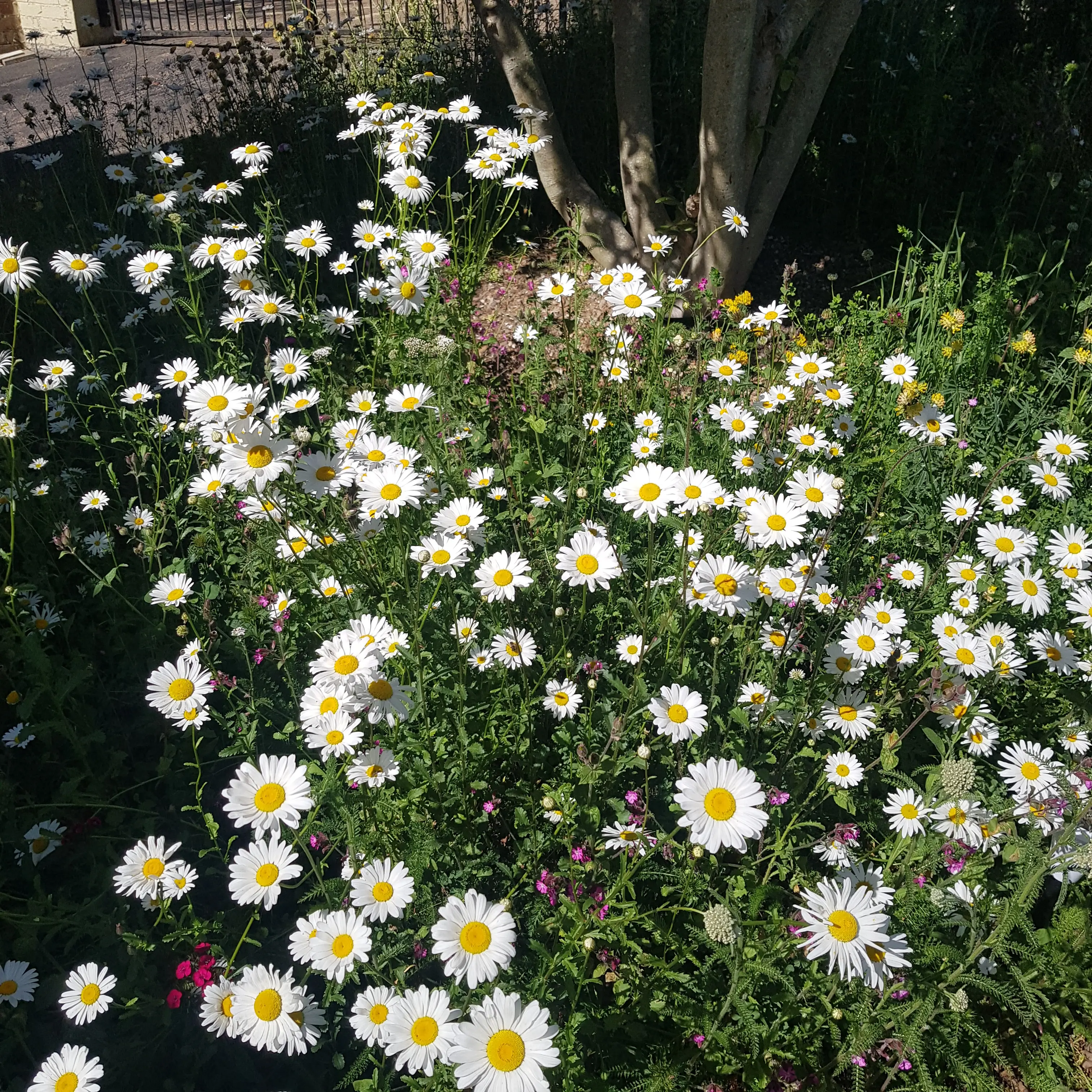 A vibrant patch of white flowers blooming amid lush green foliage in a garden setting.