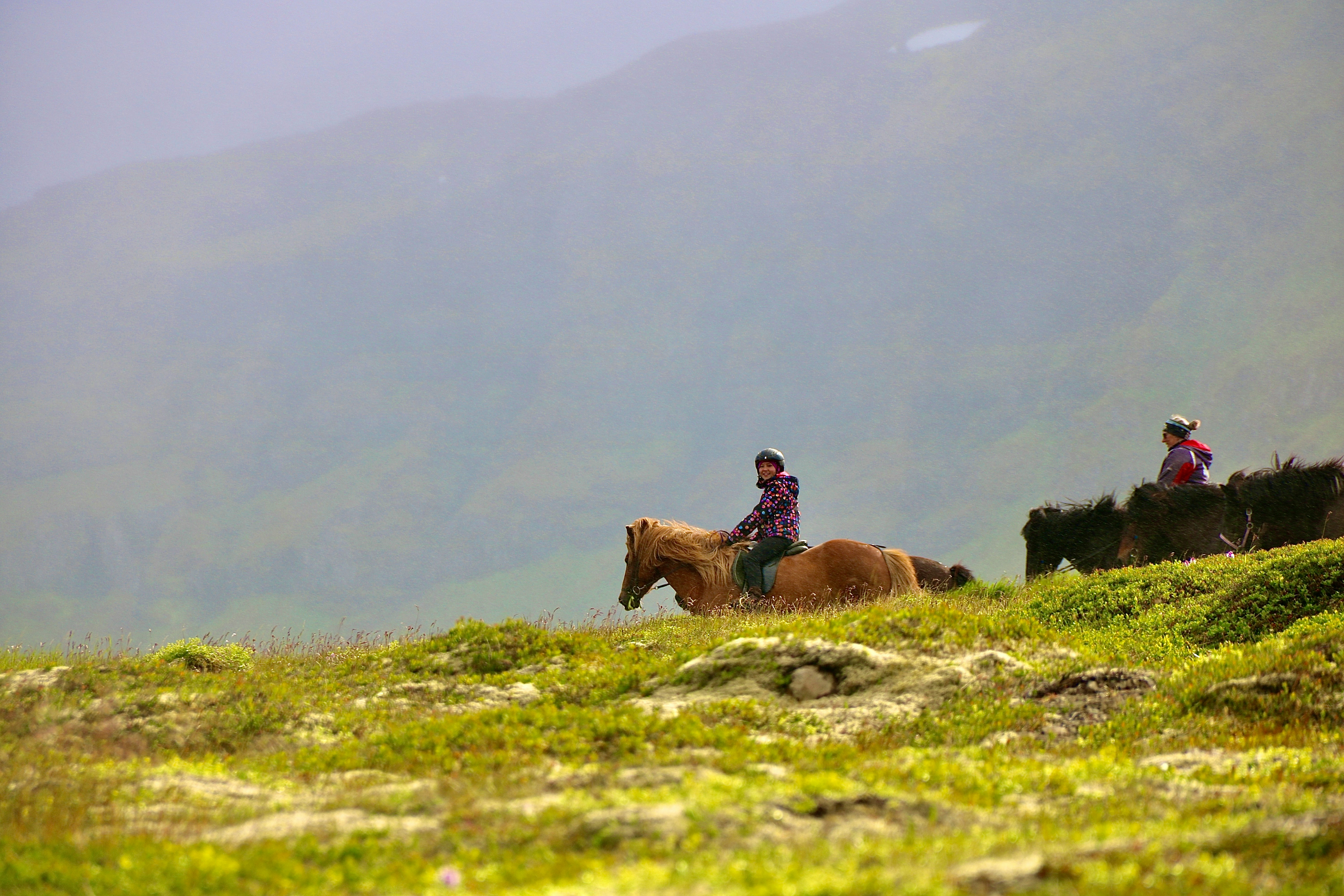 Travelers riding Icelandic horses across a grassy field in Iceland.