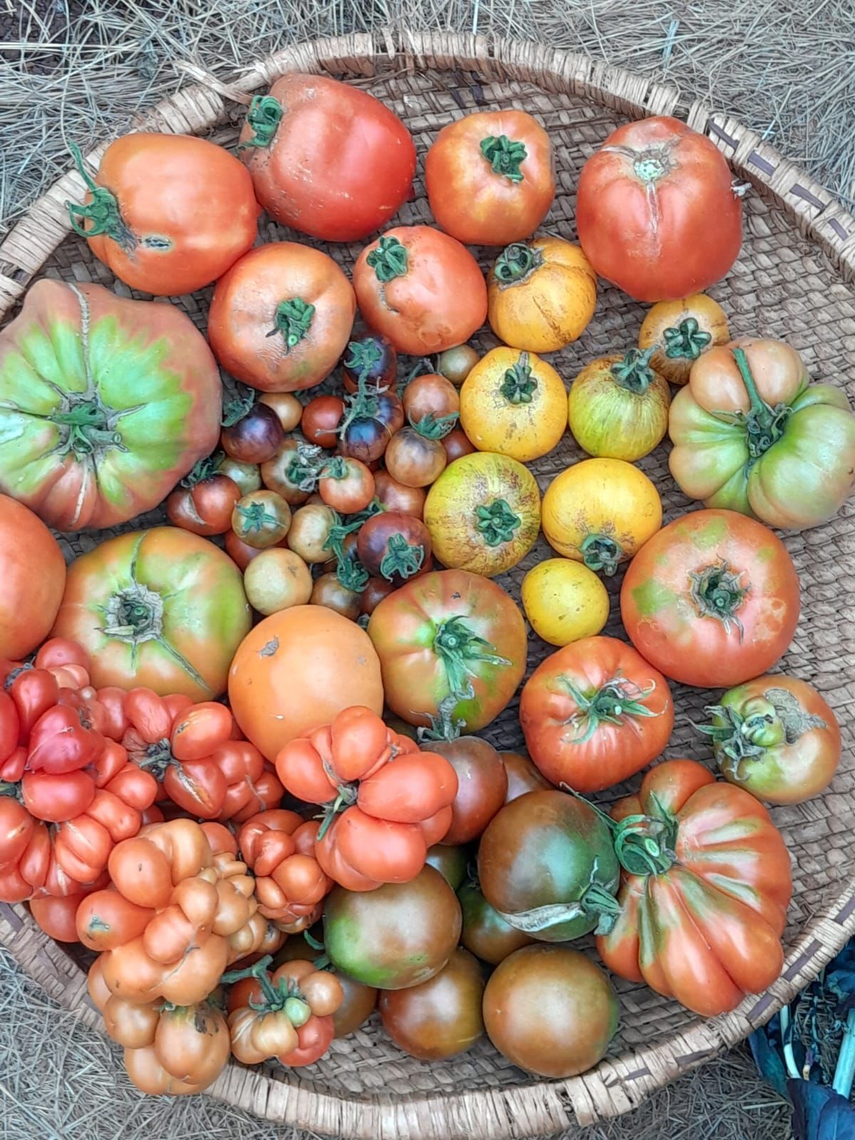 Chisomo Bean from Merrivale, KZN
