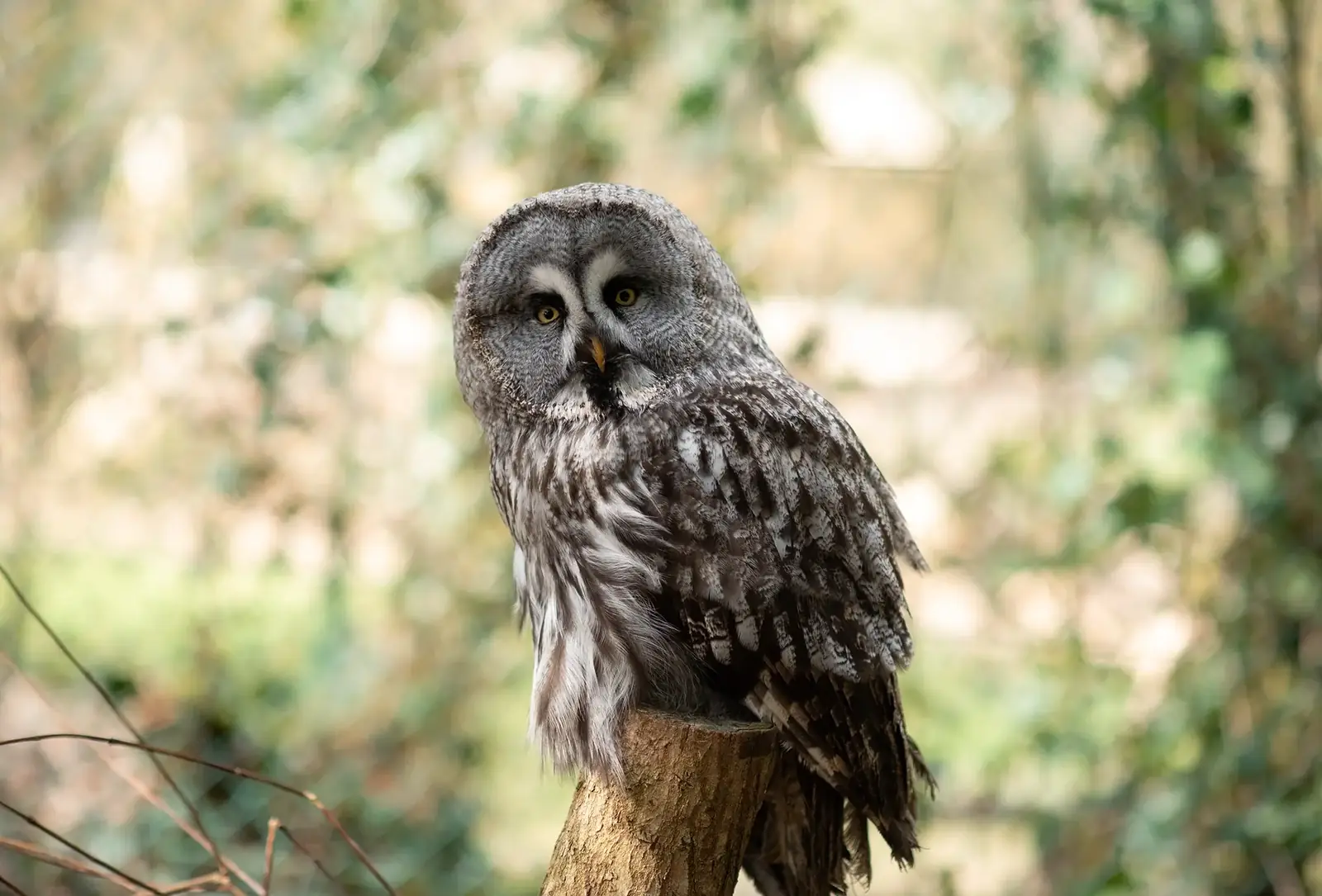 Bartkauz im Tierpark Biel
