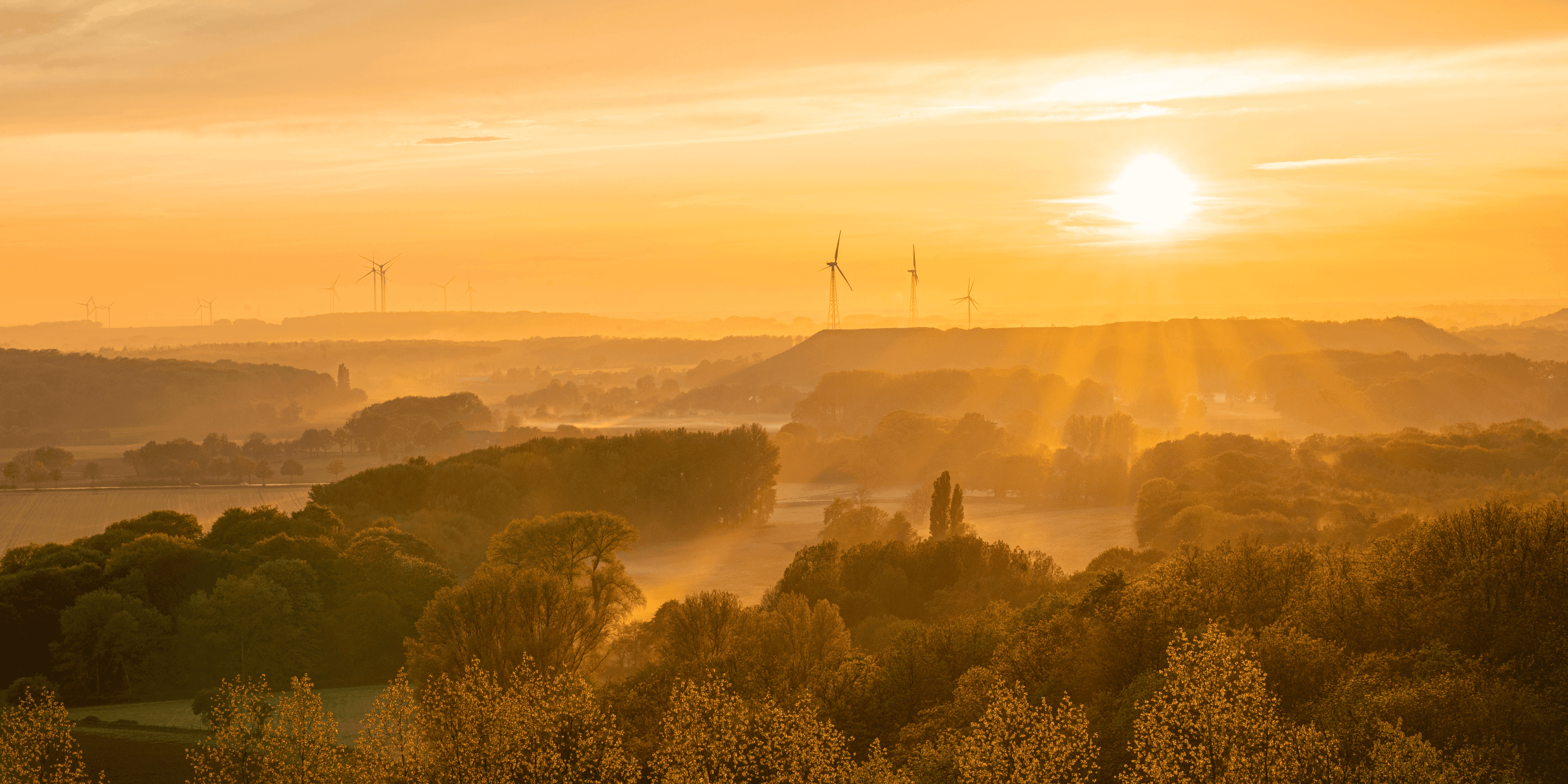 A close-up of dark, black roses with soft petals, creating an elegant and moody floral arrangement.