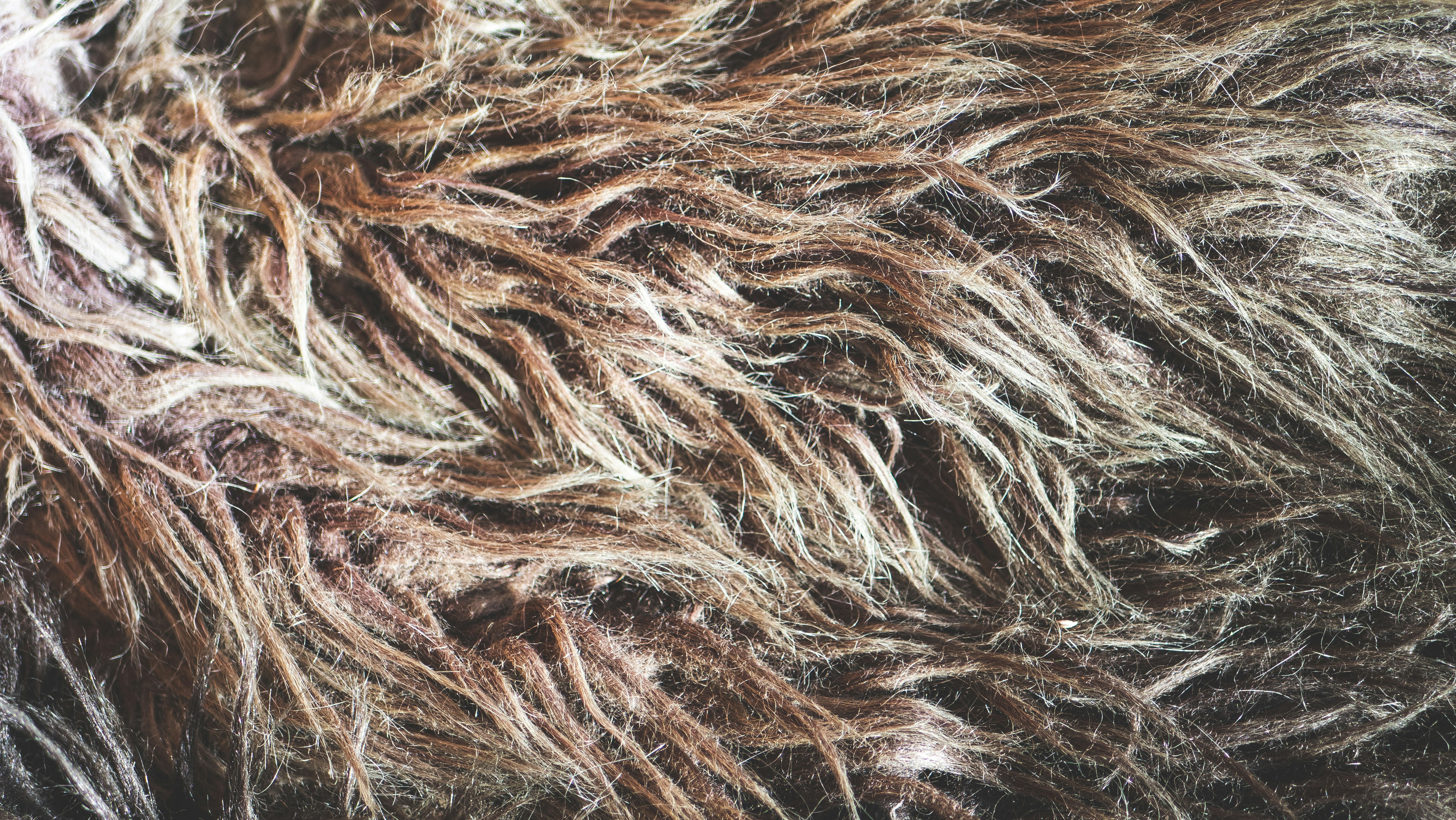A close up of a furry animal's fur