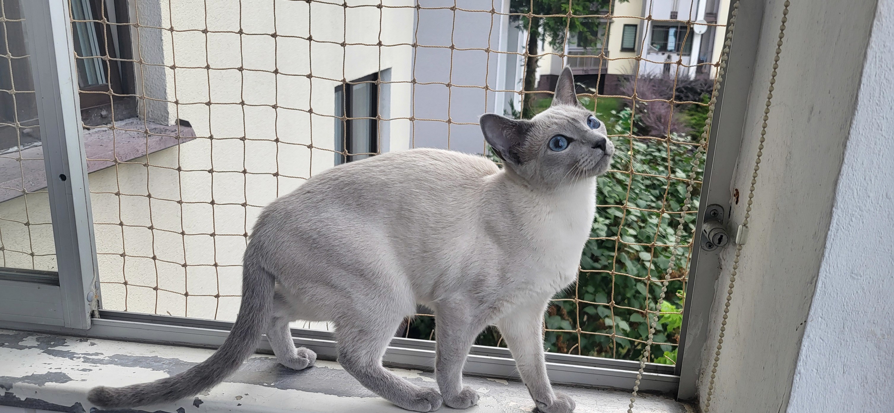 Kocia Siatka - Kot Nie Lata 7