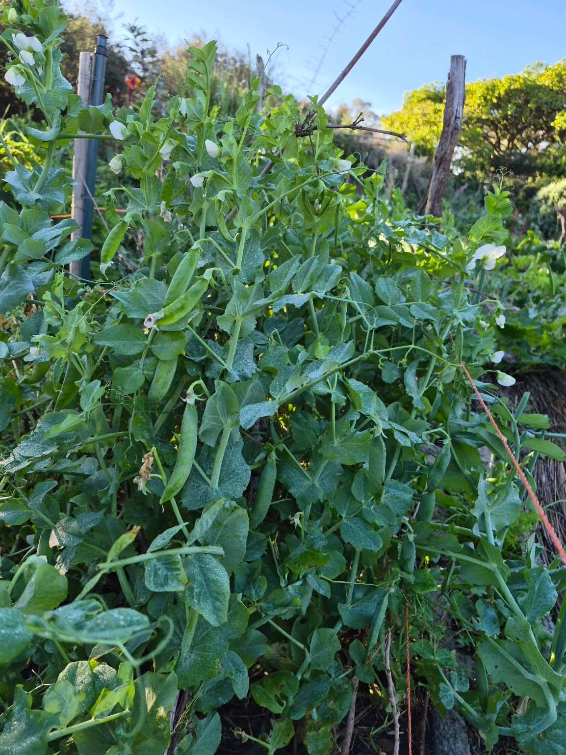 How to have a great growing season
