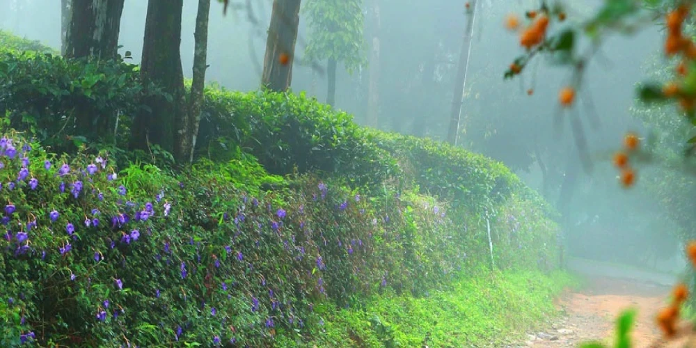 The Perfect Alternative to Munnar: Discover the Beauty of Kuttikkanam