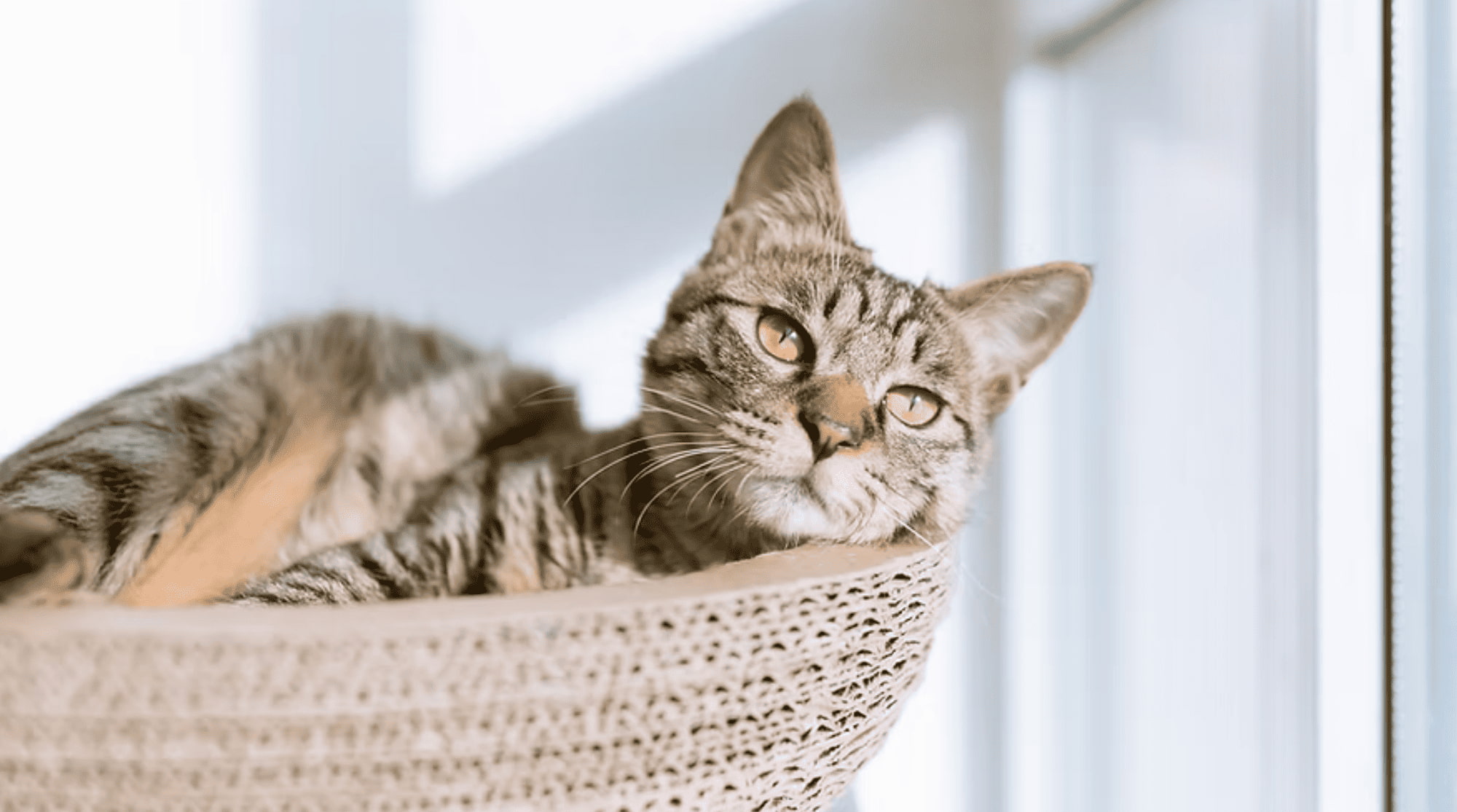 A cat is resting against the sunlight by the windows.