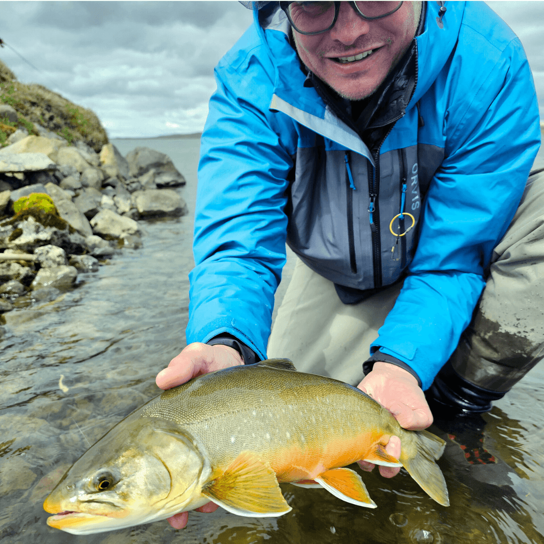 Island, Brown Trout, Arctic char, fjeldørred