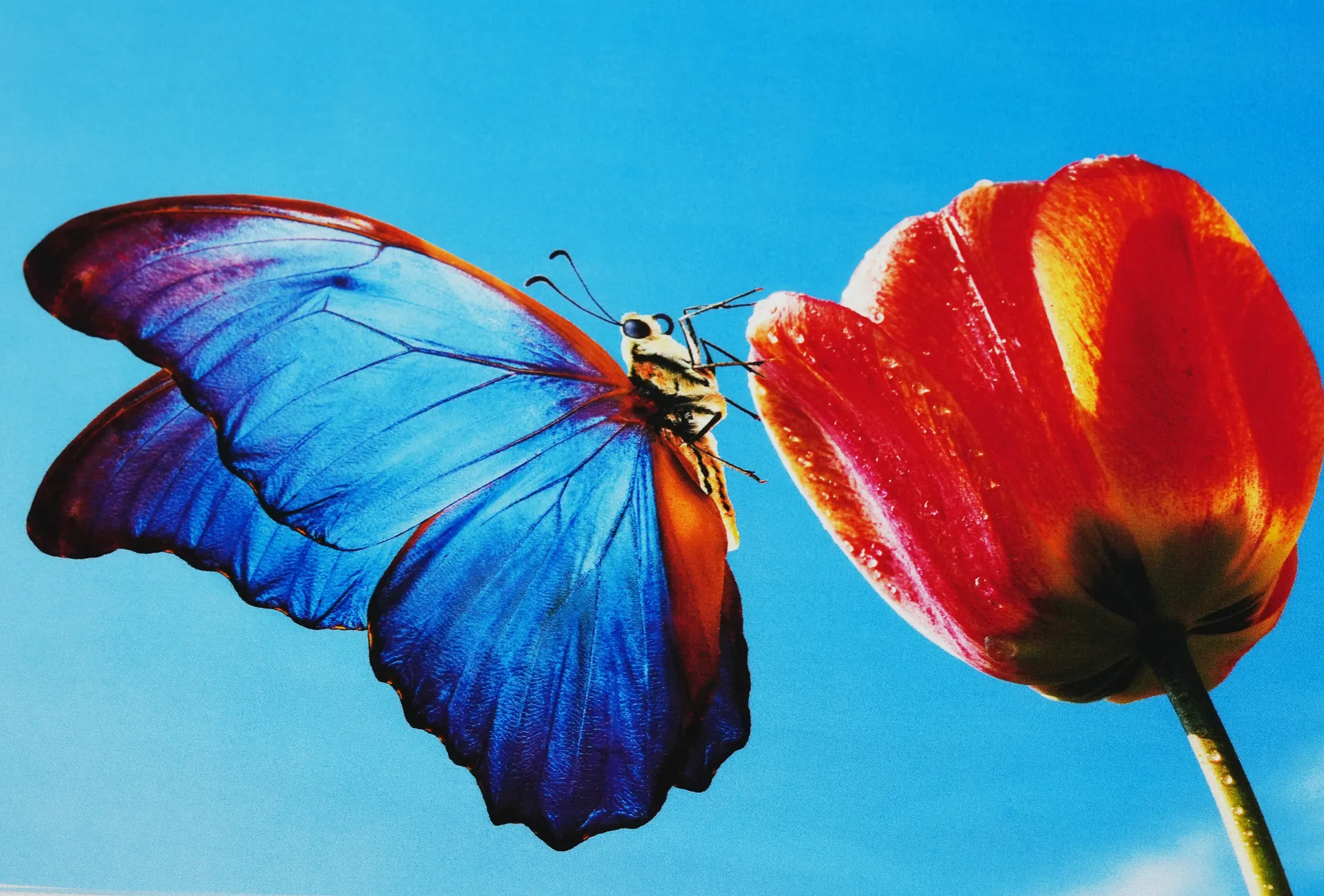 A high-quality butterfly print from the Gravity Pro DTF printer, showcasing vivid color reproduction, rich contrast, and sharp industrial-grade details.