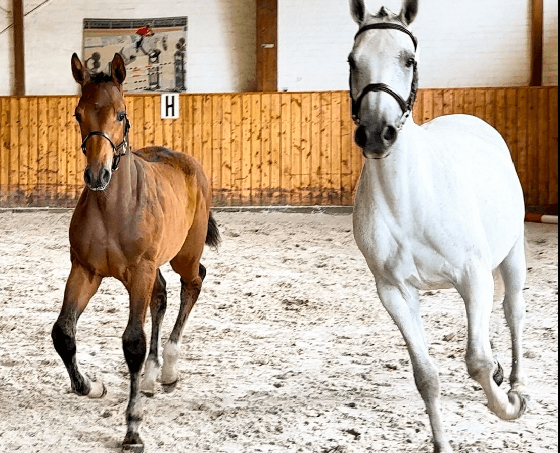 Cornella de Revel ZD