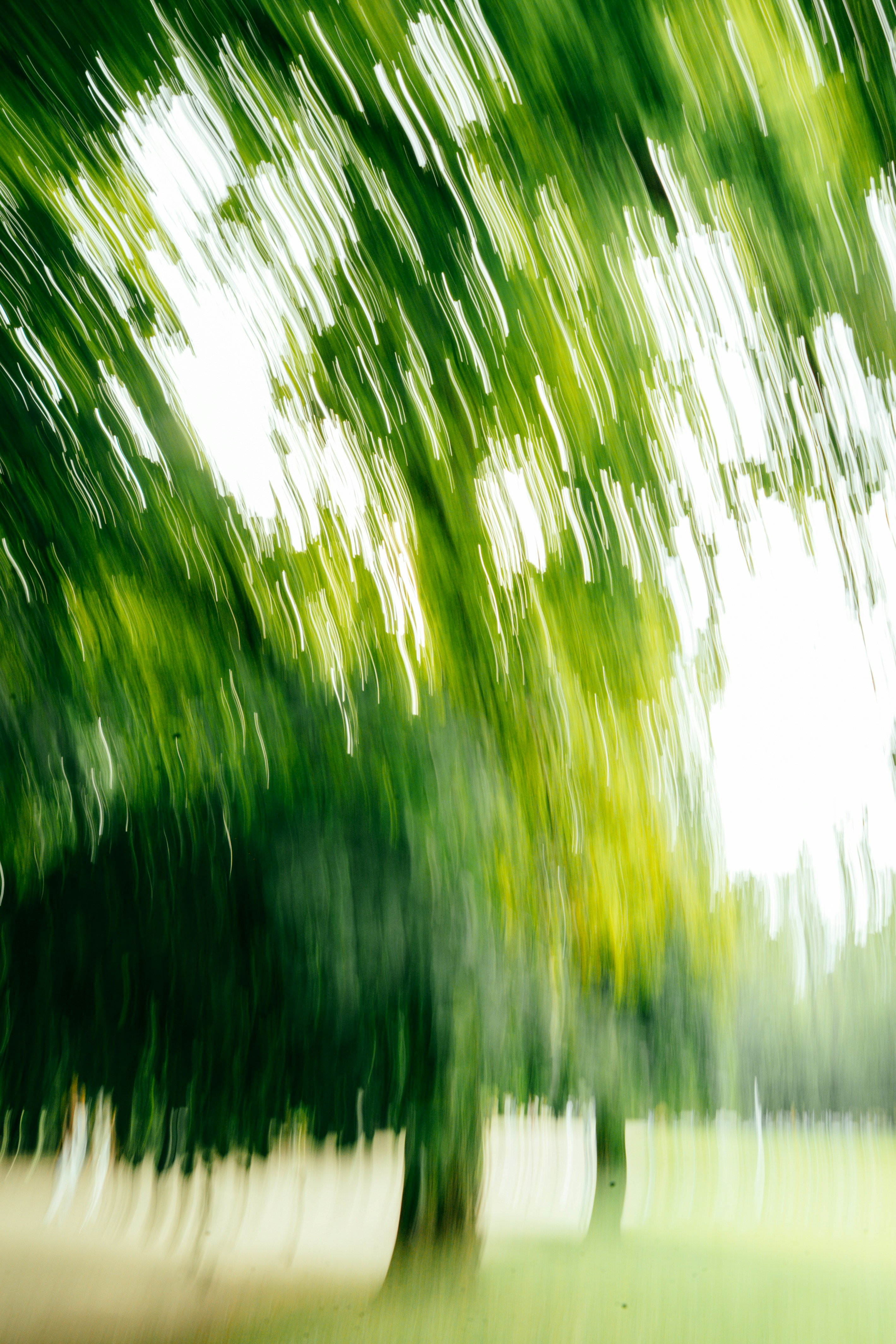 Abstract green leaves and bright sky blur
