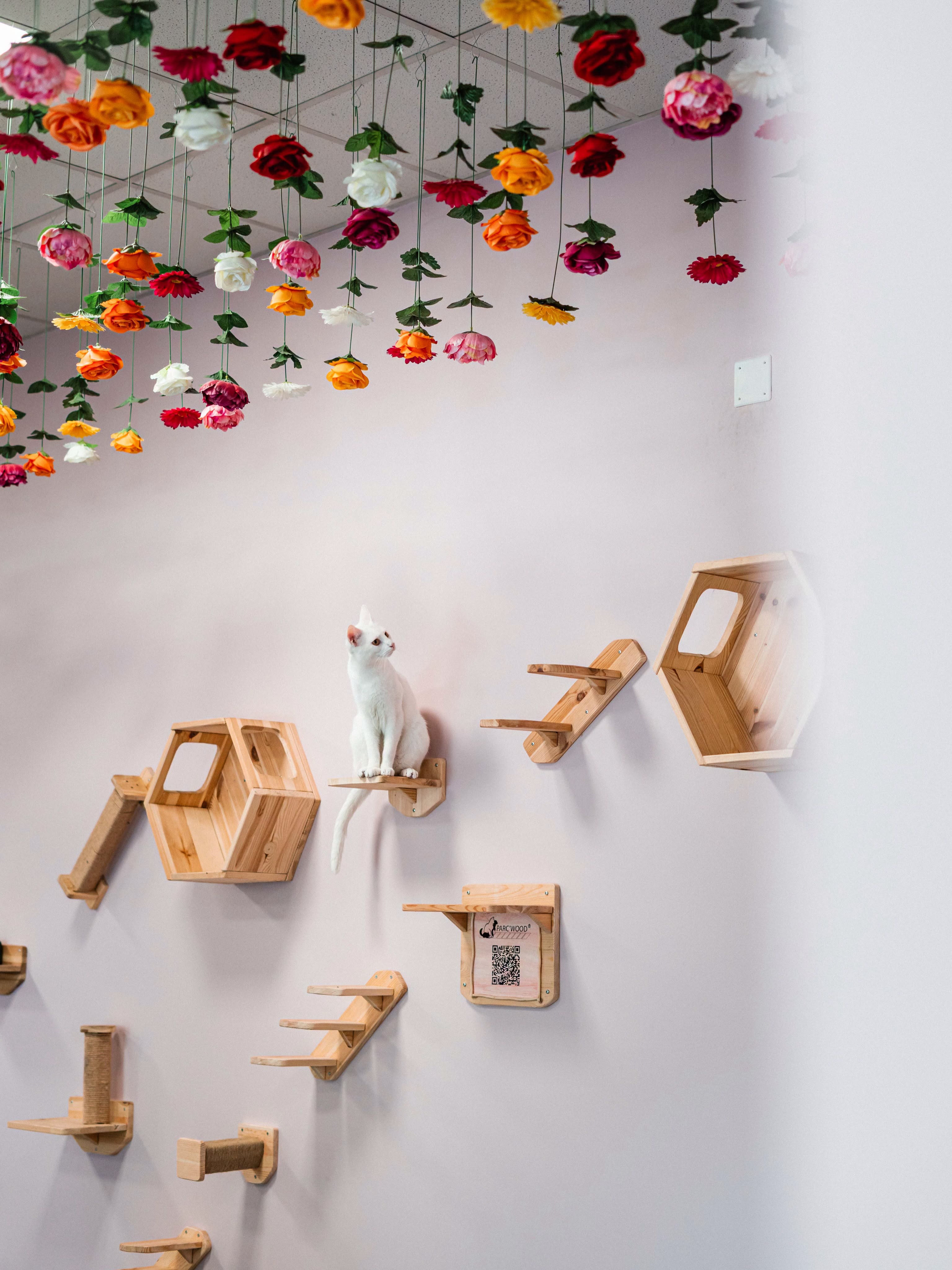 fleurs-arbre-chat