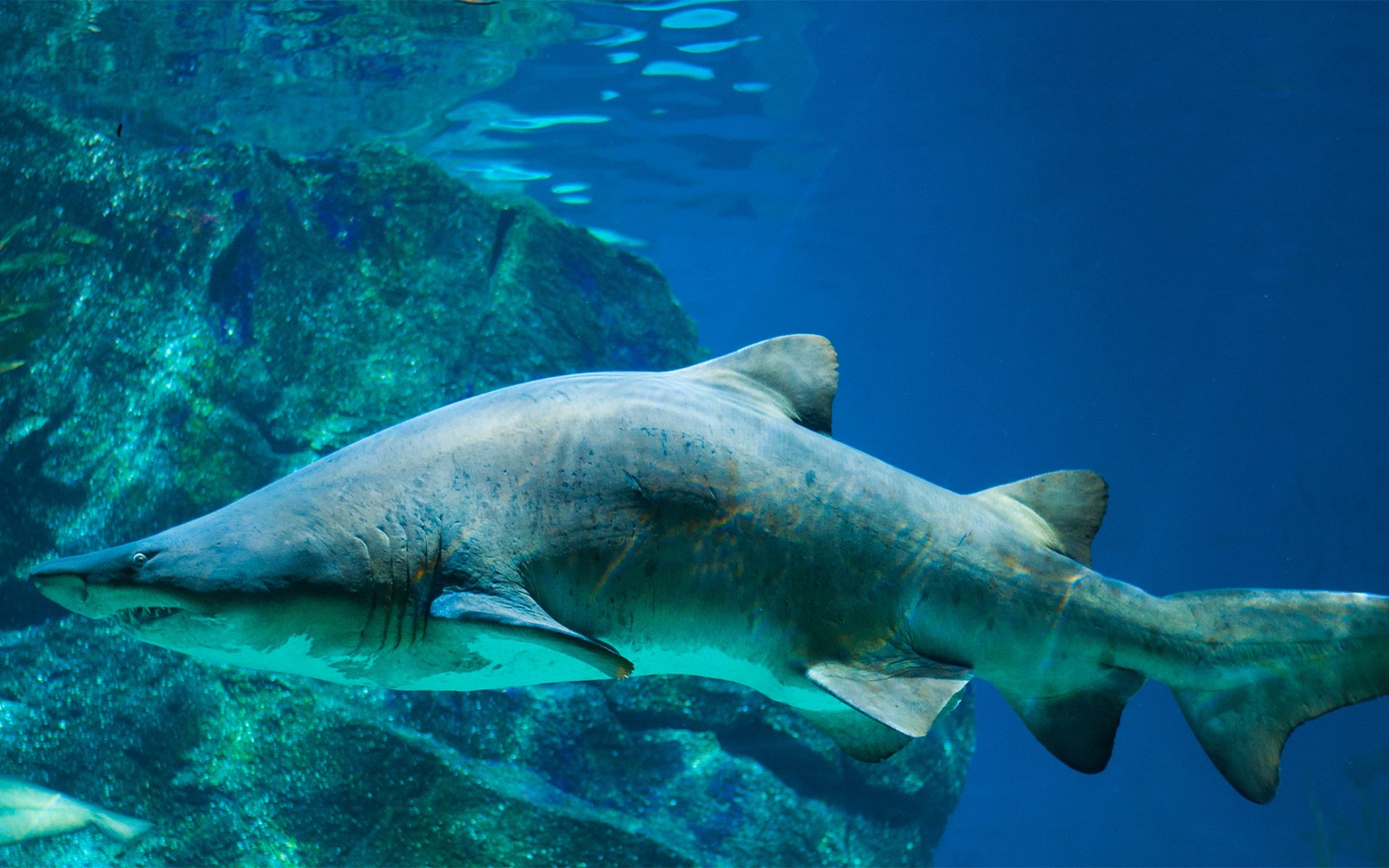 Shark swimming in Barcelona Aquarium exhibit.