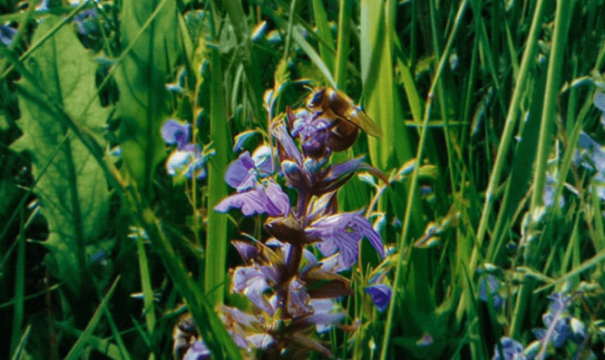 Close-up of a bee collecting pollen in a wildflower meadow, highlighting biodiversity and sustainable agriculture.