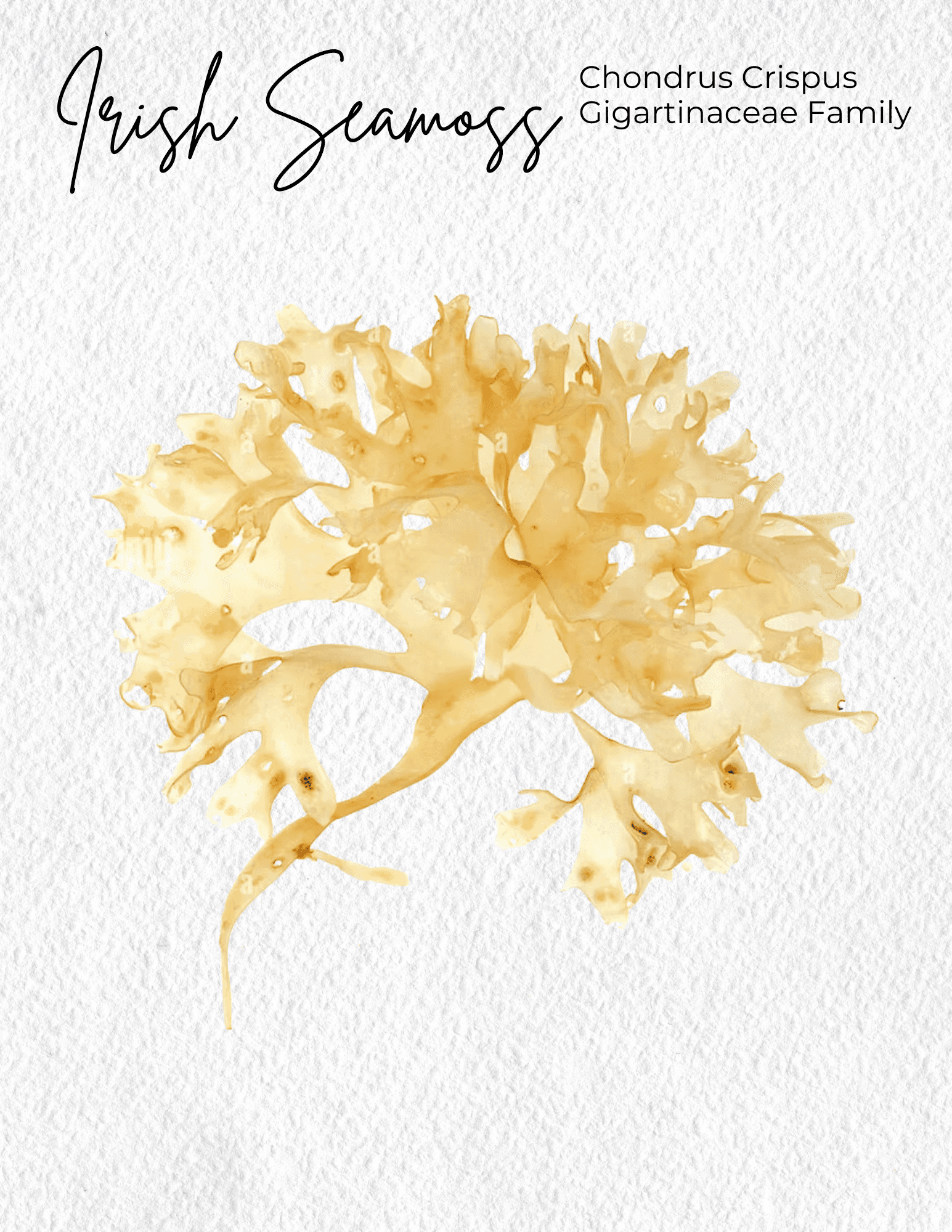 Chondrus Crispus Materia Medica