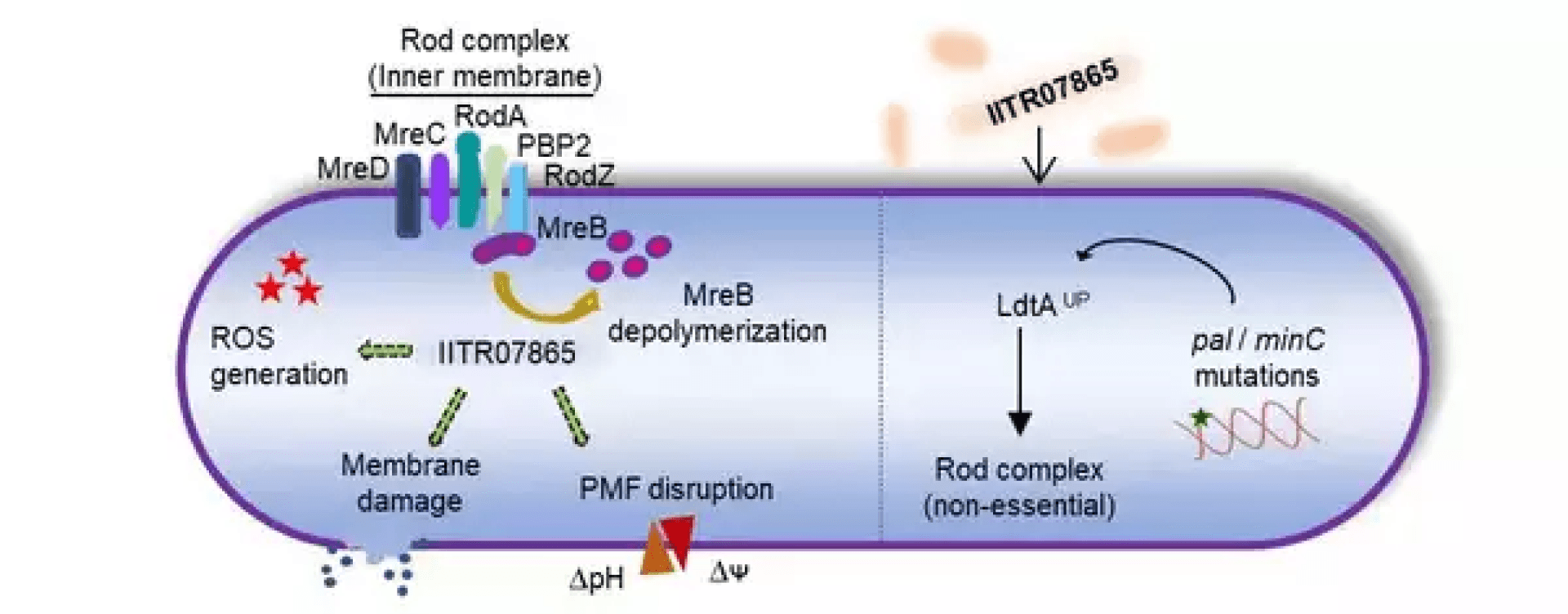 Visualization of antibiotic resistance mechanisms in E. coli by IIT Roorkee researchers, illustrating LdtA protein overproduction, rod complex disruption, and mutations caused by prolonged exposure to IITR07865, as published in ACS Infectious Diseases.