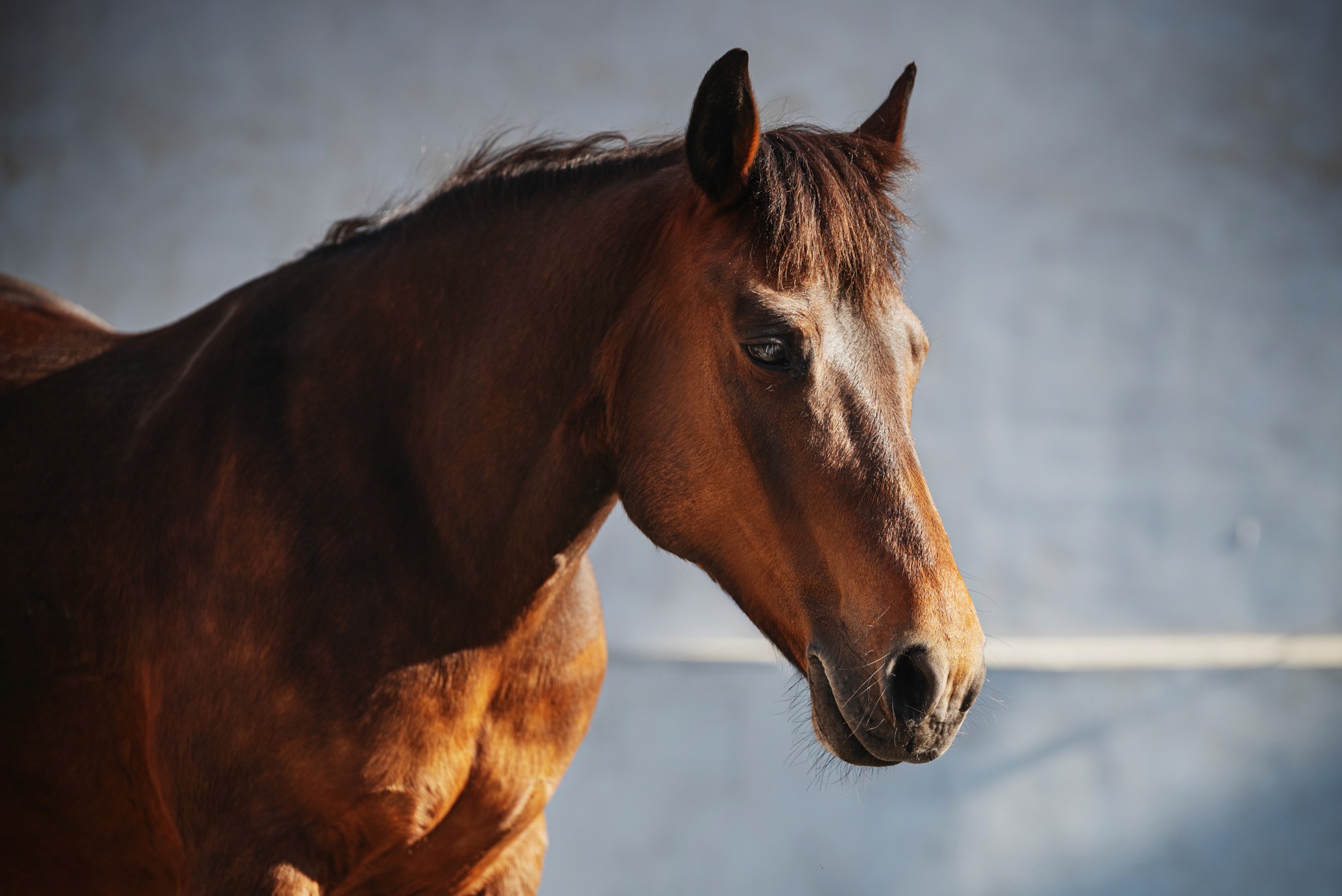 A brown horse standing on a dirt road