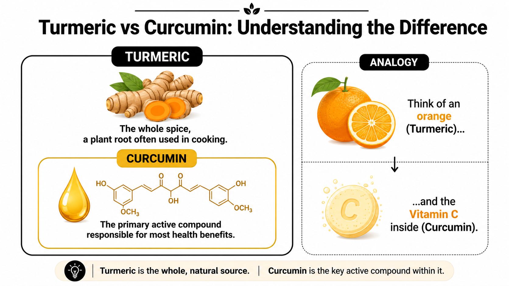 An infographic comparing turmeric as a whole spice root to curcumin as its primary active health compound.