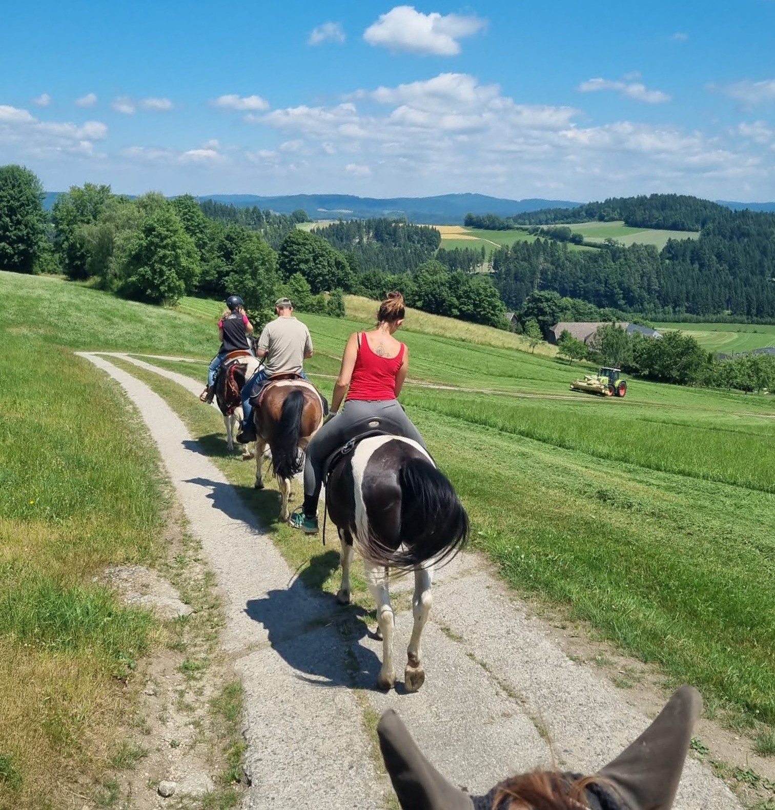 Pferde mit Reiter auf einem Feldweg
