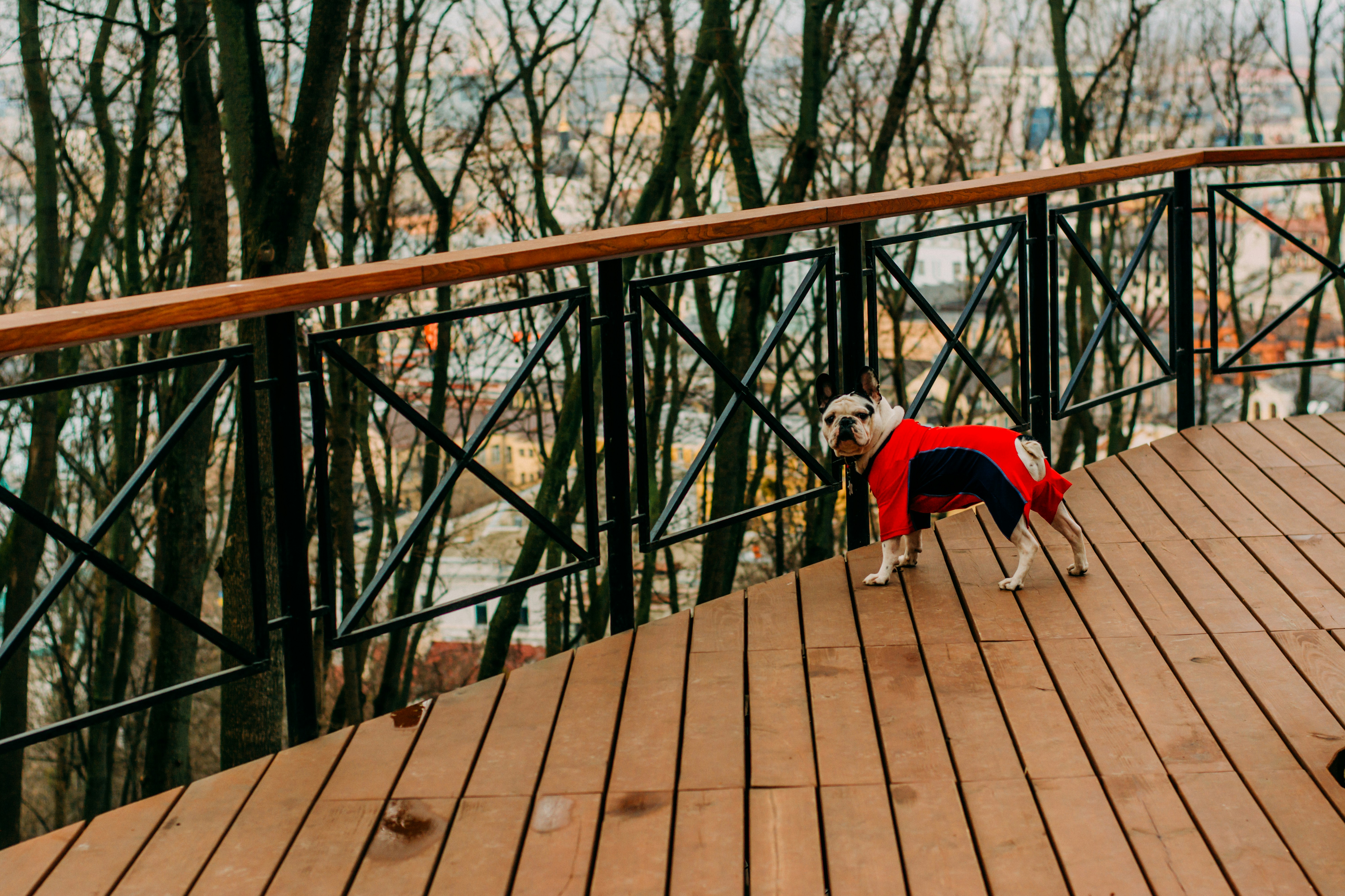 Fall Garden Clean-Up: Essential Tasks for a Healthy Garden