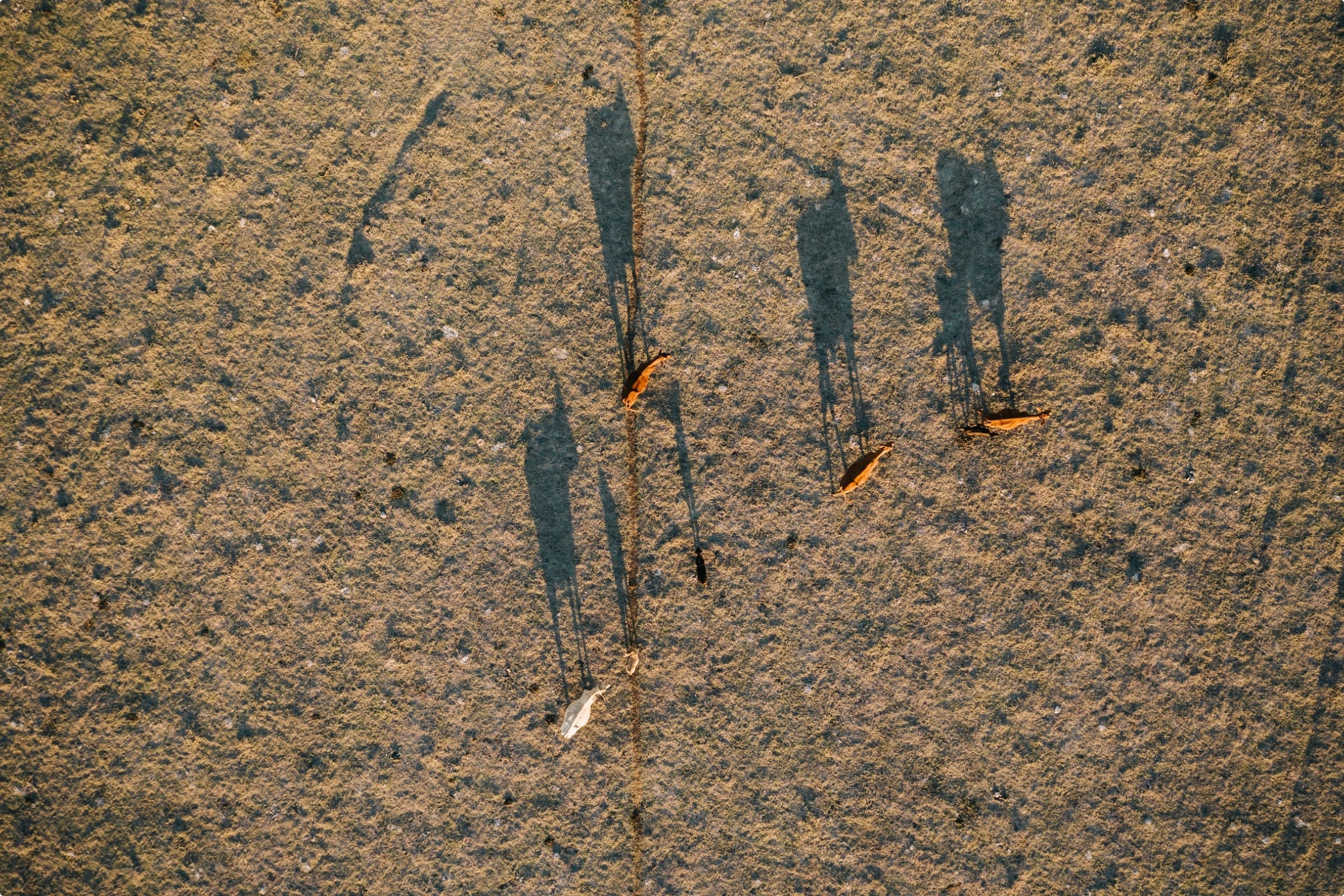 Drone shot of cattle in a field.