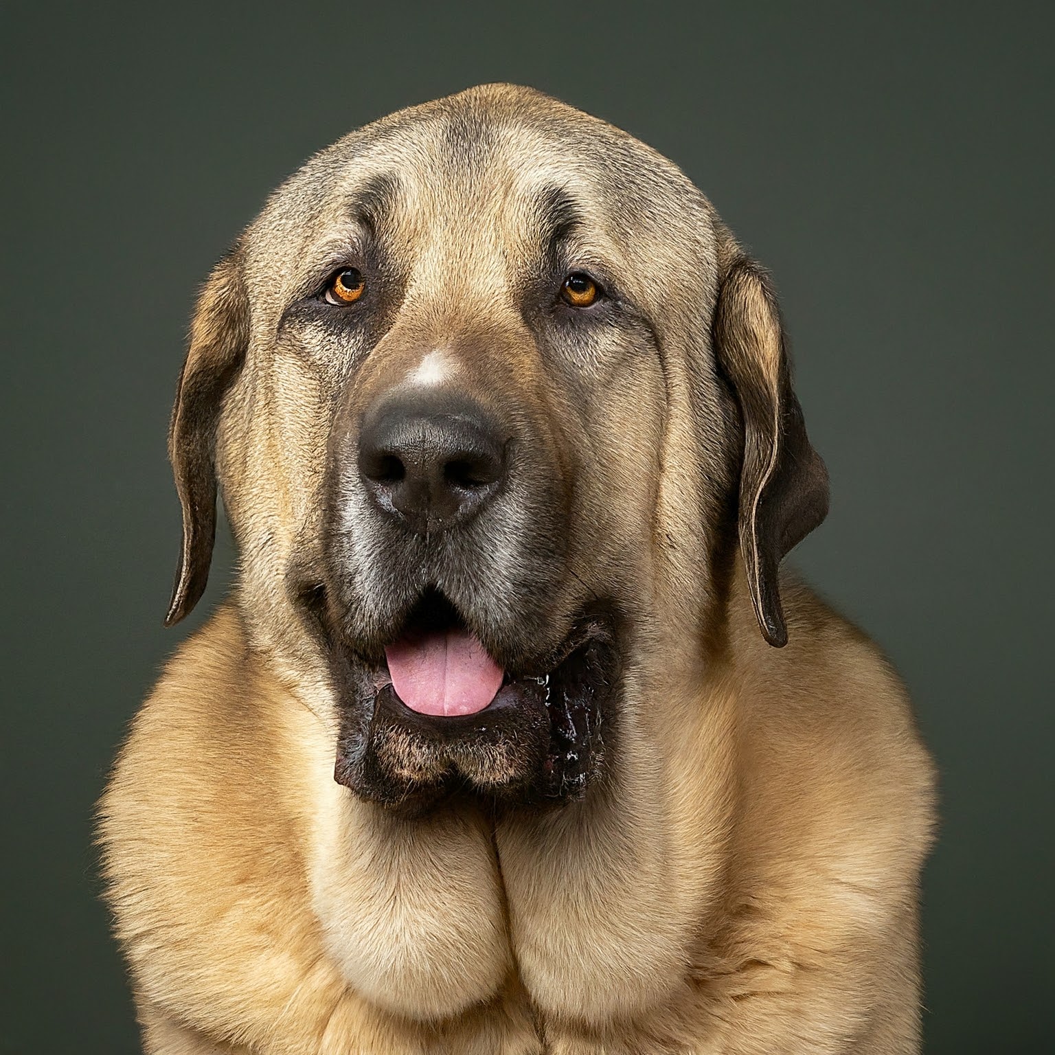 BUDDYUNO, Spanish Mastiff