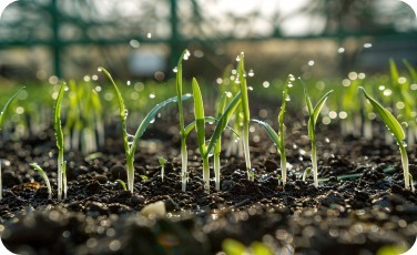 Young green sprouts growing from soil, representing early plant development at Kentucky Fresh Harvest