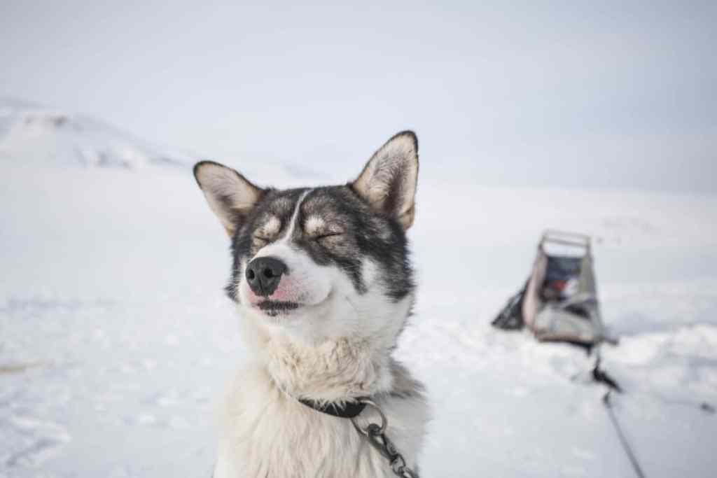 Dog Sledding, Svalbard