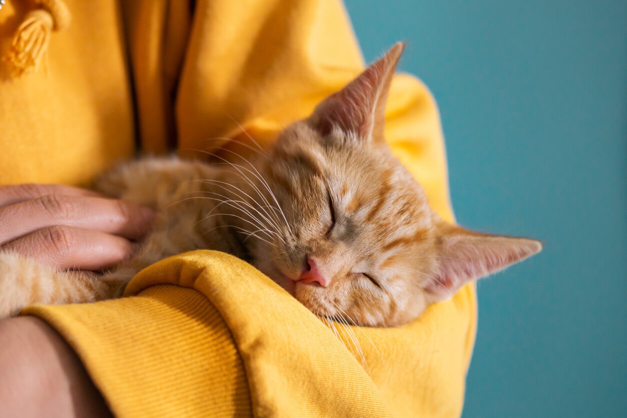 cat resting on someone's arm