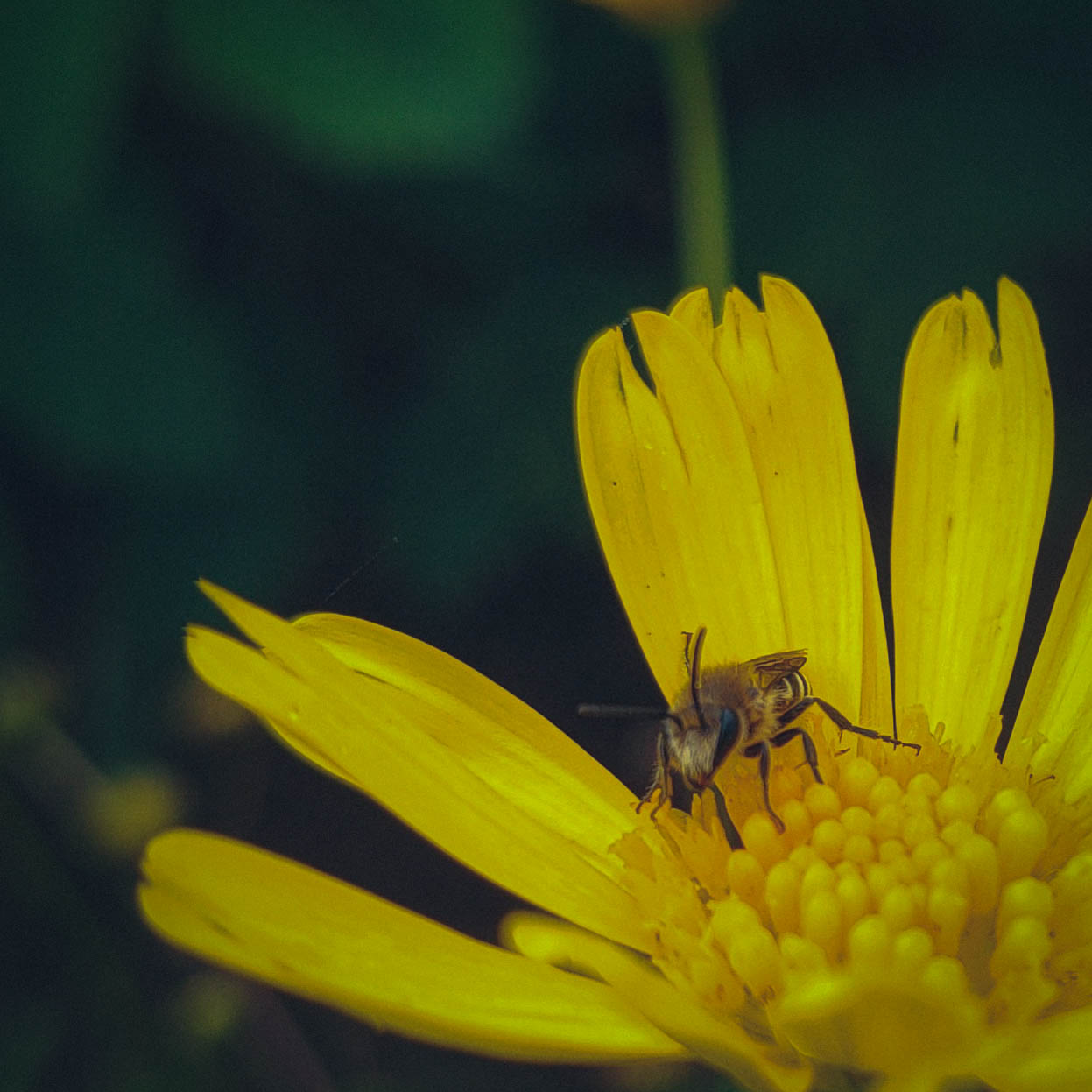 Bee . Macro Photography . Moto Edge 30