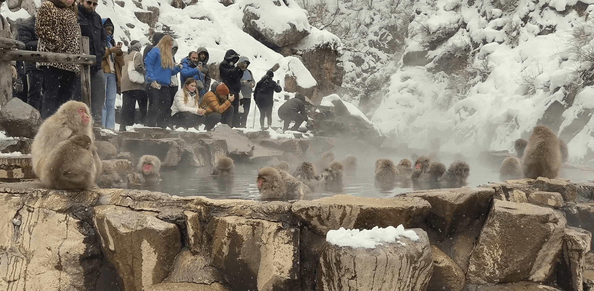 Japanese macaques soaking in the steaming hot spring as visitors watch from the rail and snow falls, peak winter, Jigokudani