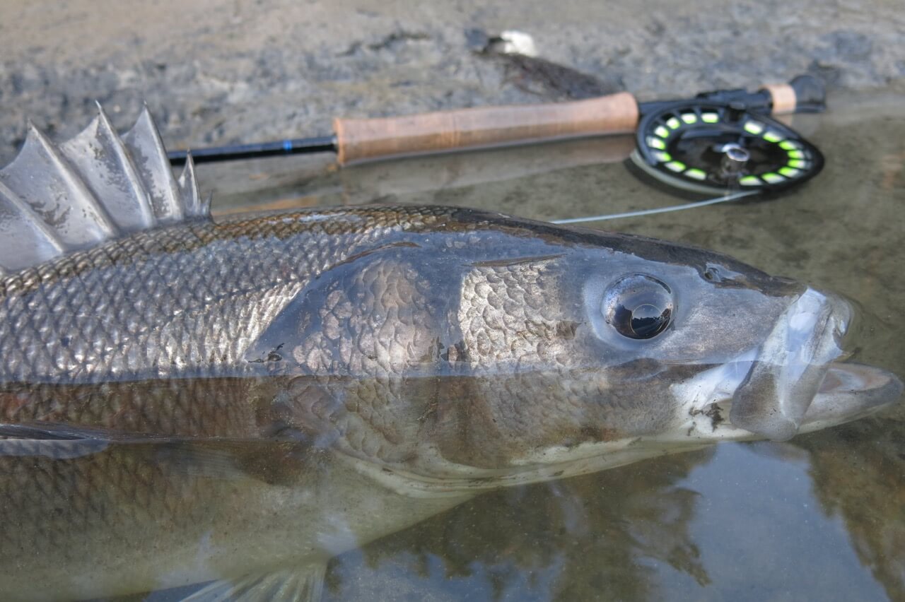 Brittany France fly fishing for seabass