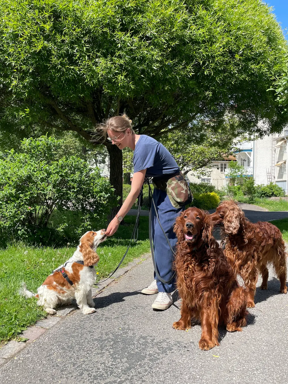 Hunden Ester är på privat coaching hos Tassa och Trava i Gamleby