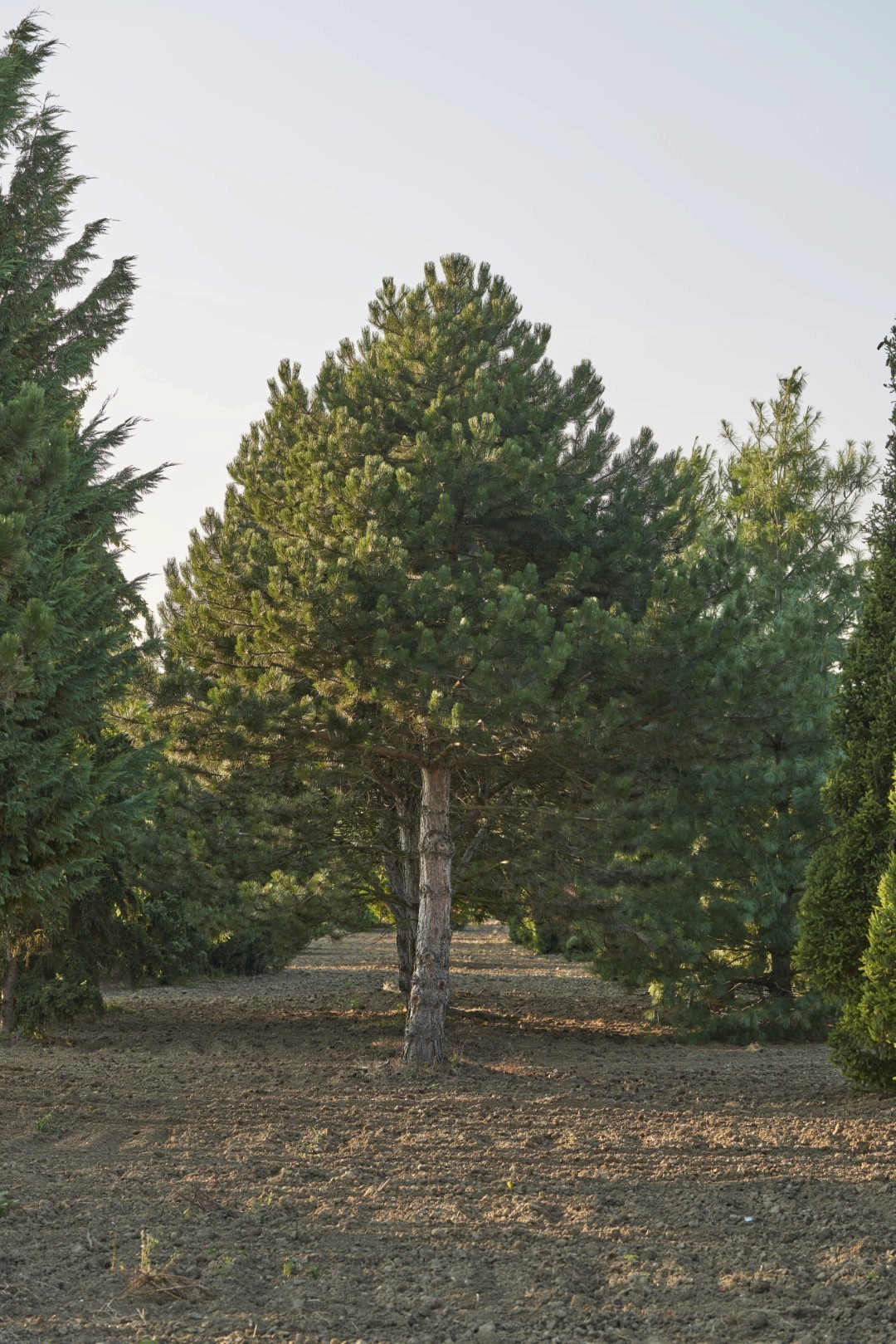 Pinus nigra mit kräftigem Stamm, breiter Krone und dichten Büscheln aus dunkelgrünen Nadeln.