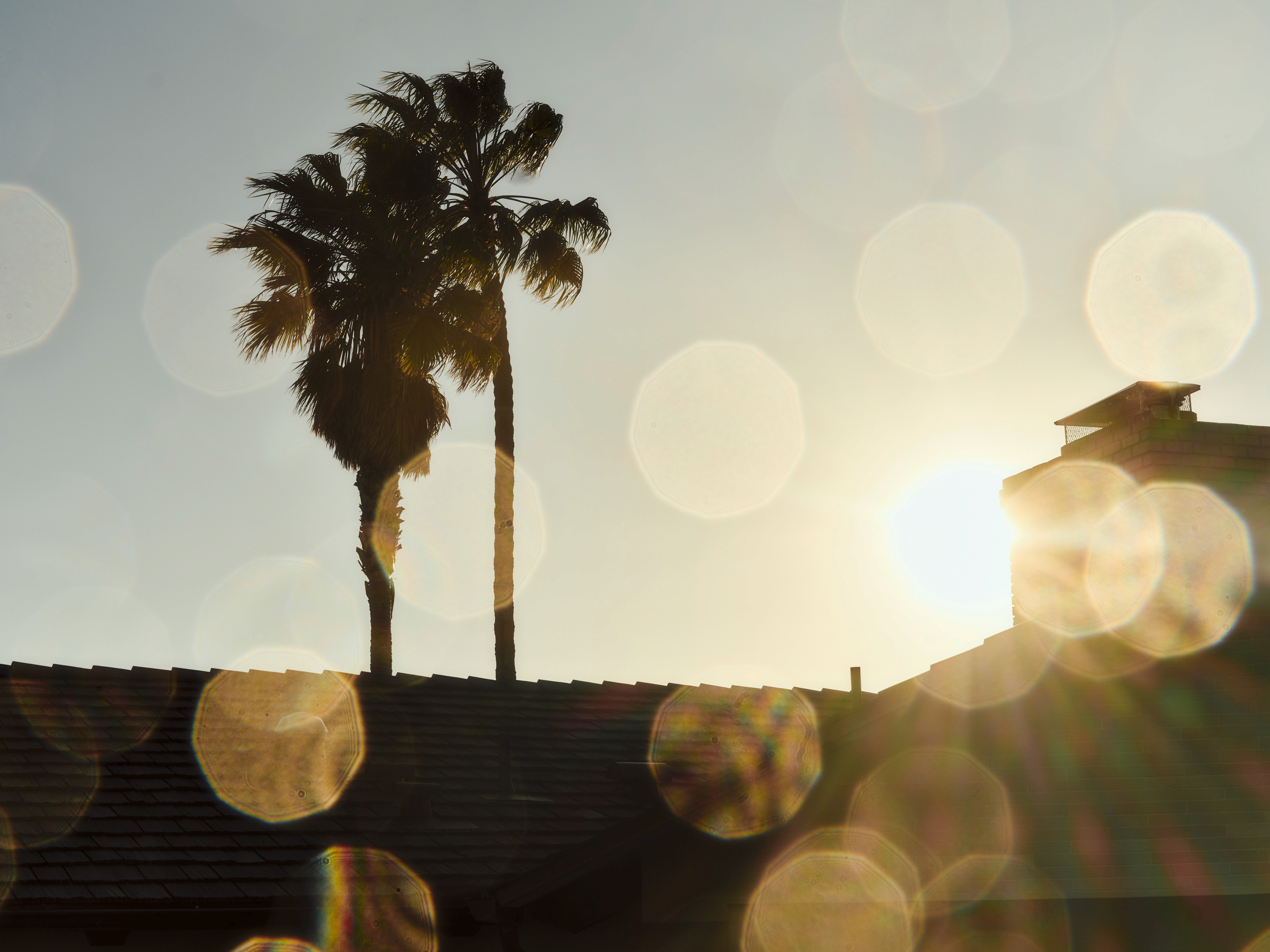 Two palm trees silhouetted against a bright sunset over a residential roofline and chimney, featuring golden sun flare and bokeh effects