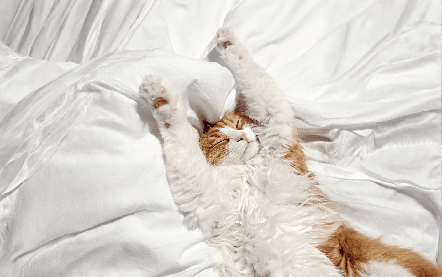 The image featured at the top of the about us page #1