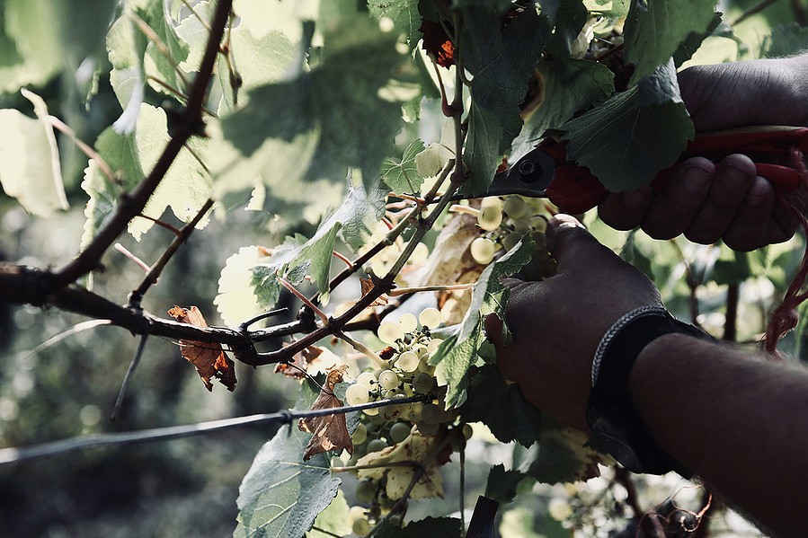 Viticulture
