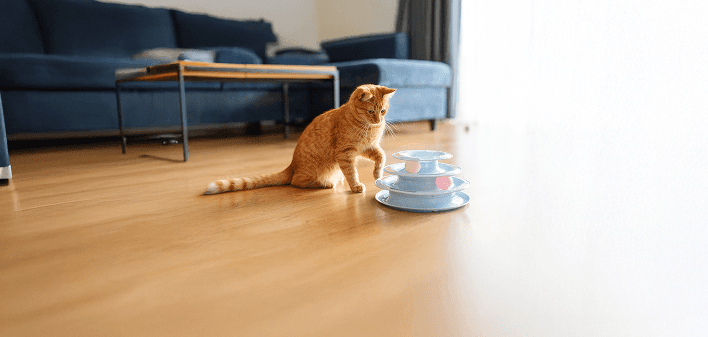 cat playing with toys
