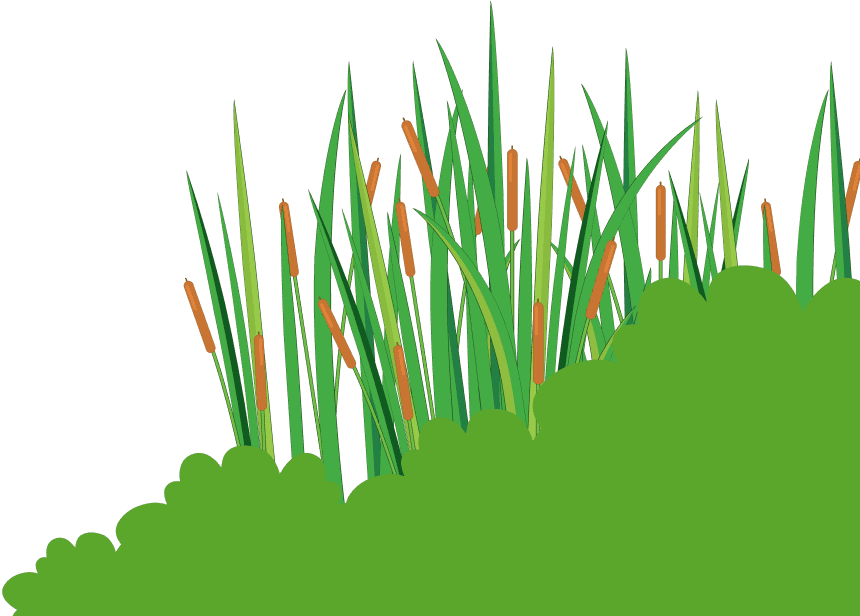 Grass