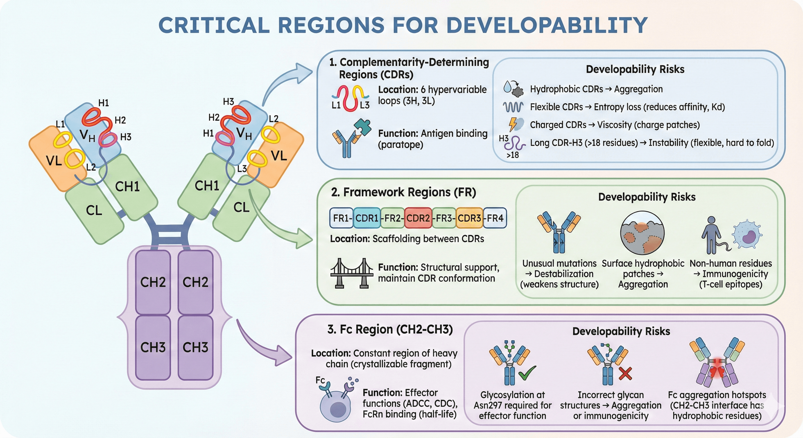Diagram Showcasing Critical Regions of Antibodies for Developability