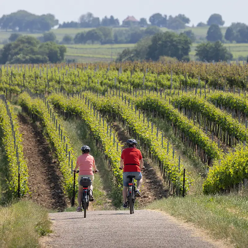 Vinsafari fra vingård til vingård i Abruzzo | Expa Travel