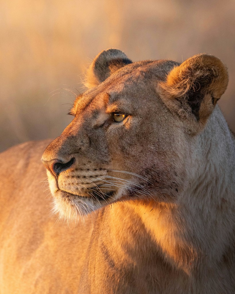 A lioness gazes intently in the warm sunlight.