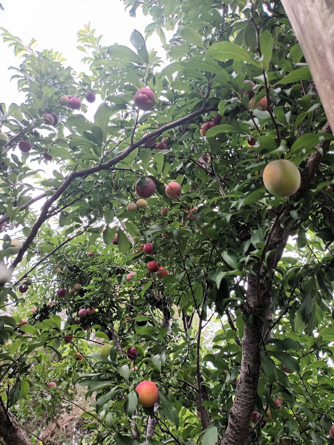 Plum tree in fruit