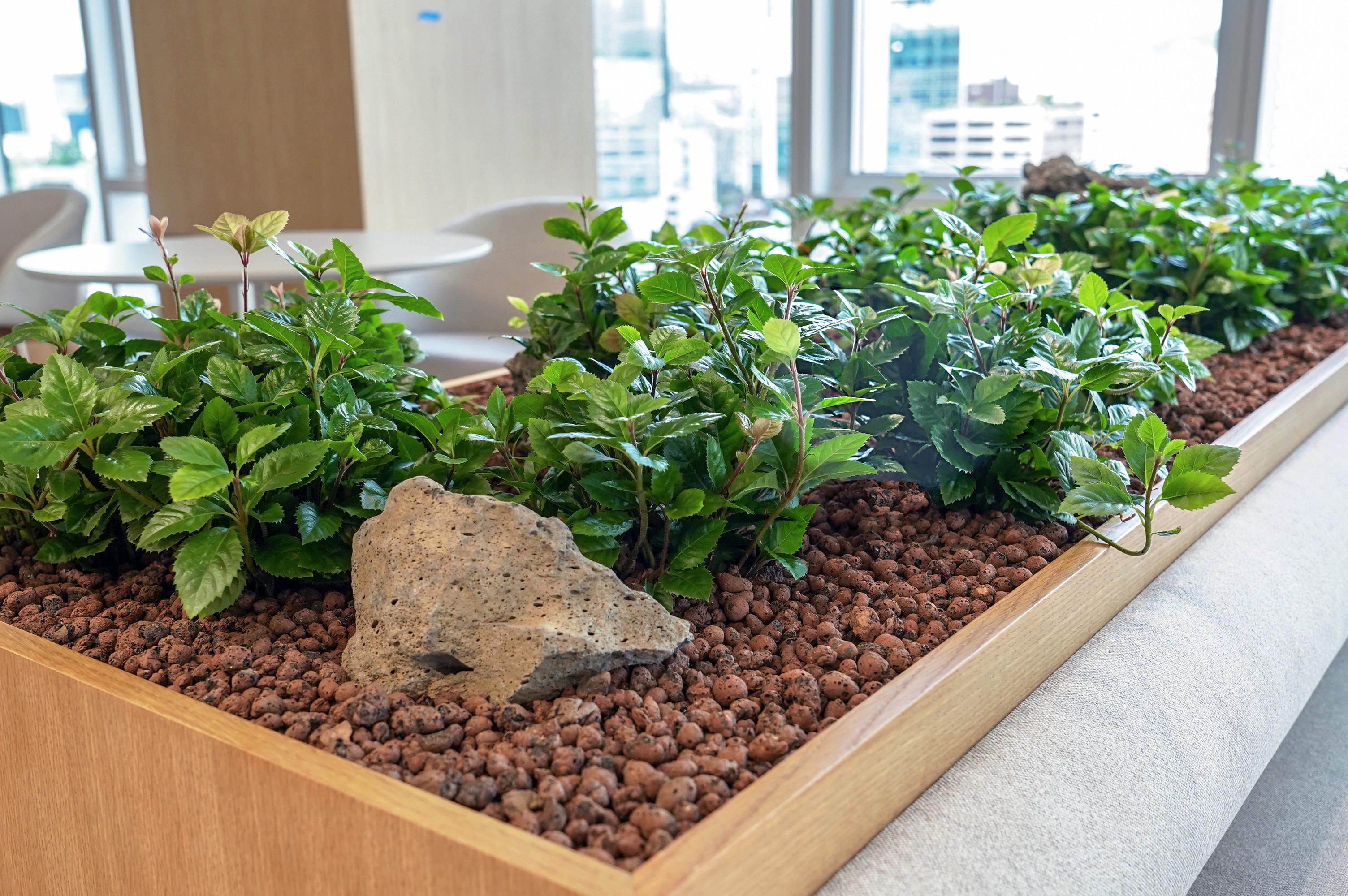 사옥 라운지 우드 플랜터 관목 식재 클로즈업