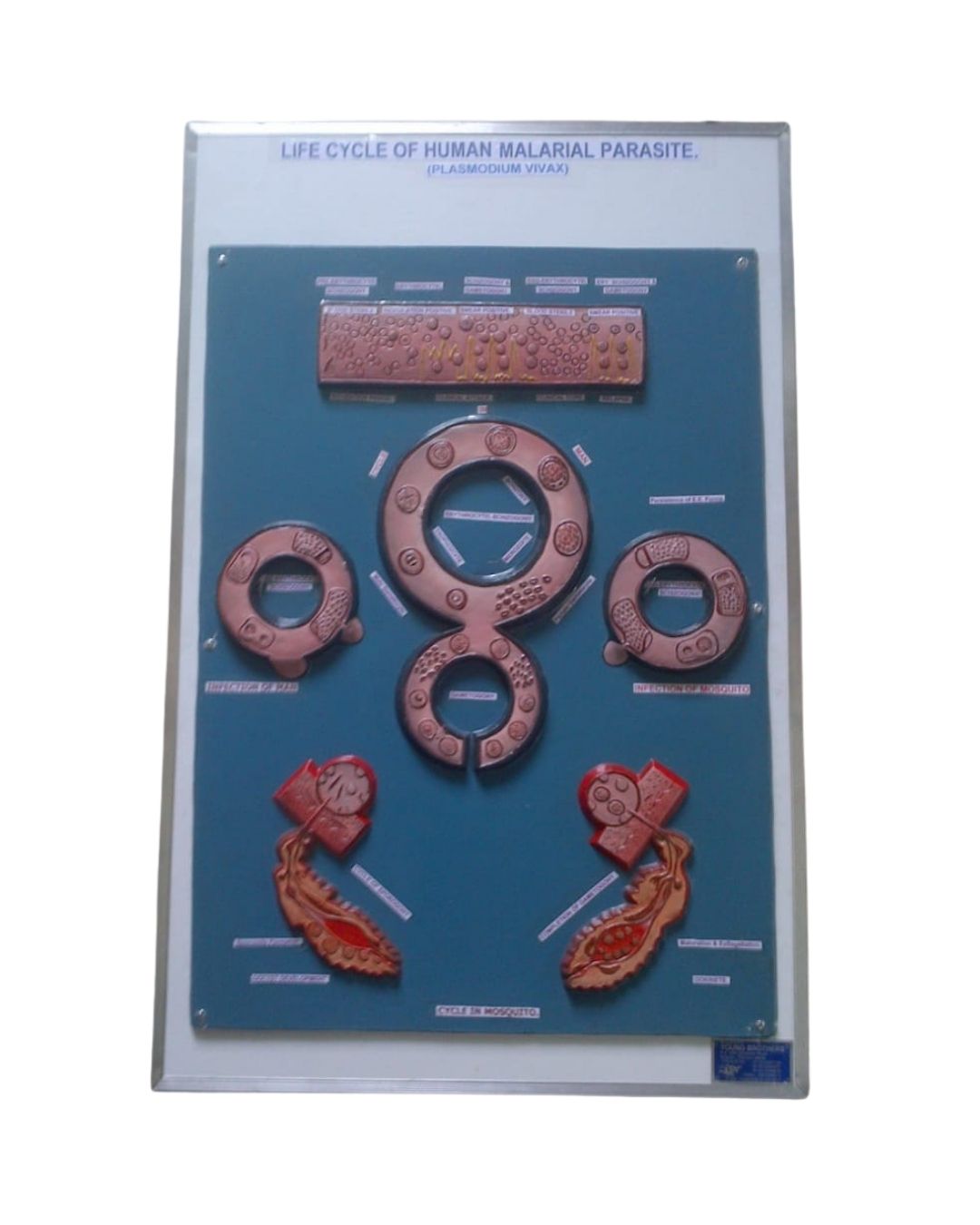 Life Cycle of Human Malarial Parasite