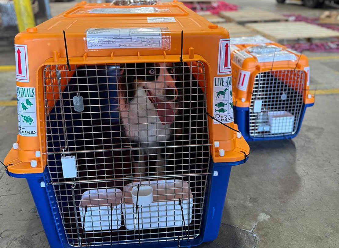 Four chairs by arched windows with lanterns