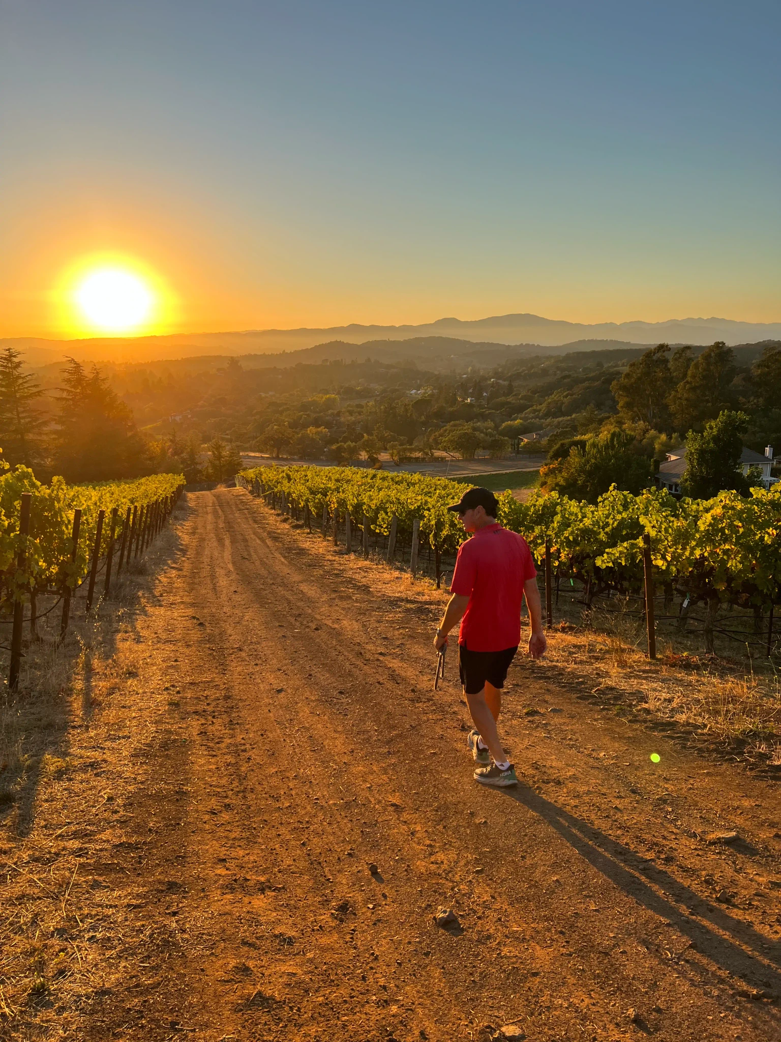 Rudy surveying a vineyard at sunset