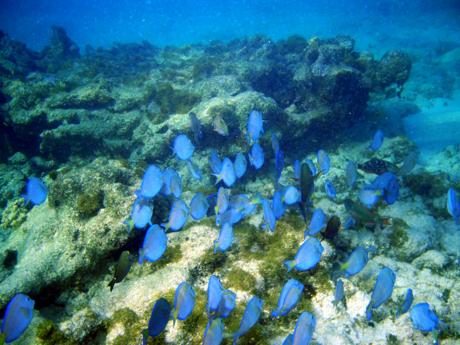 Quiet coral reef with blue reef fish at Secret Gili dive site, Lombok