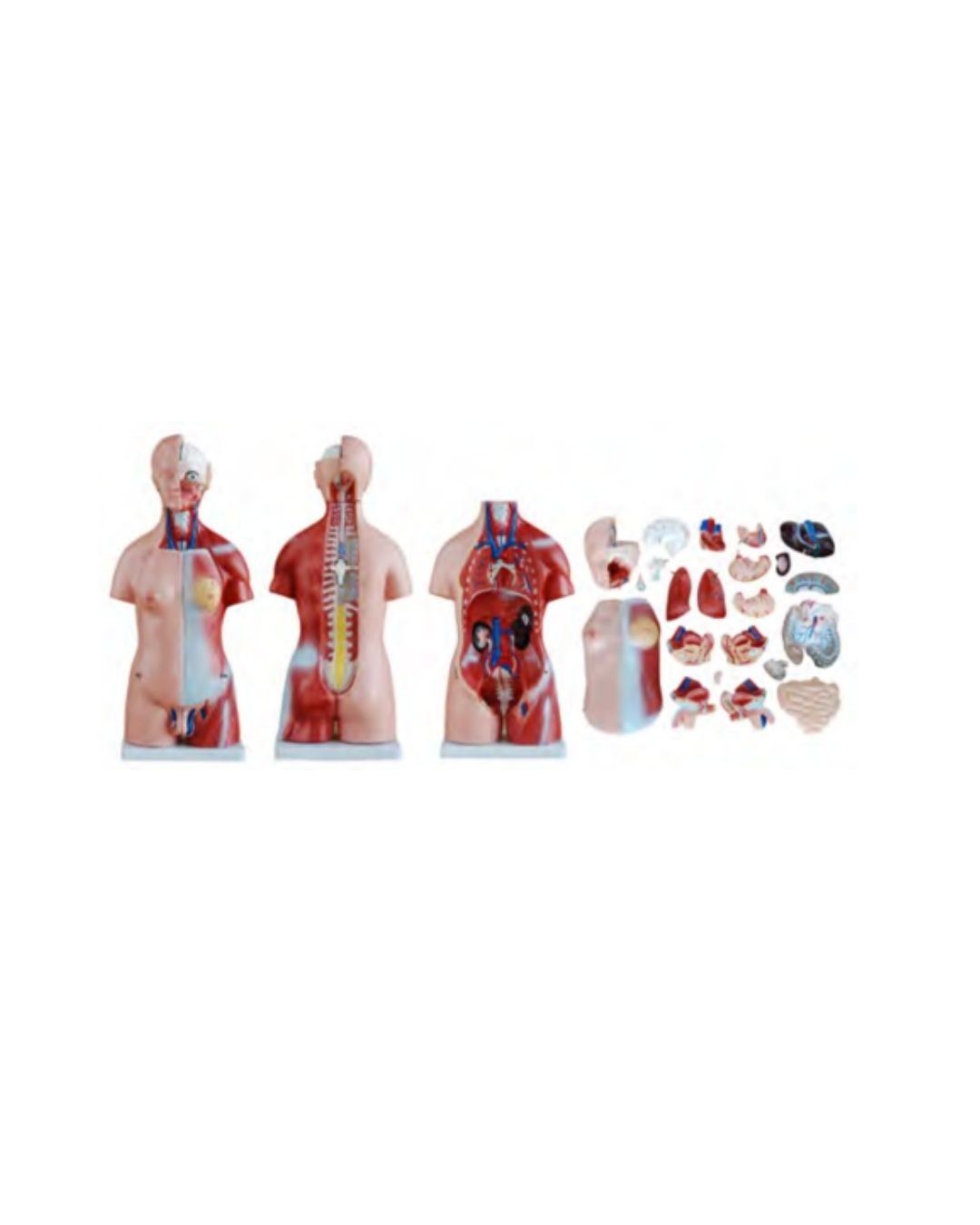 Unisex Human Torso 45cm