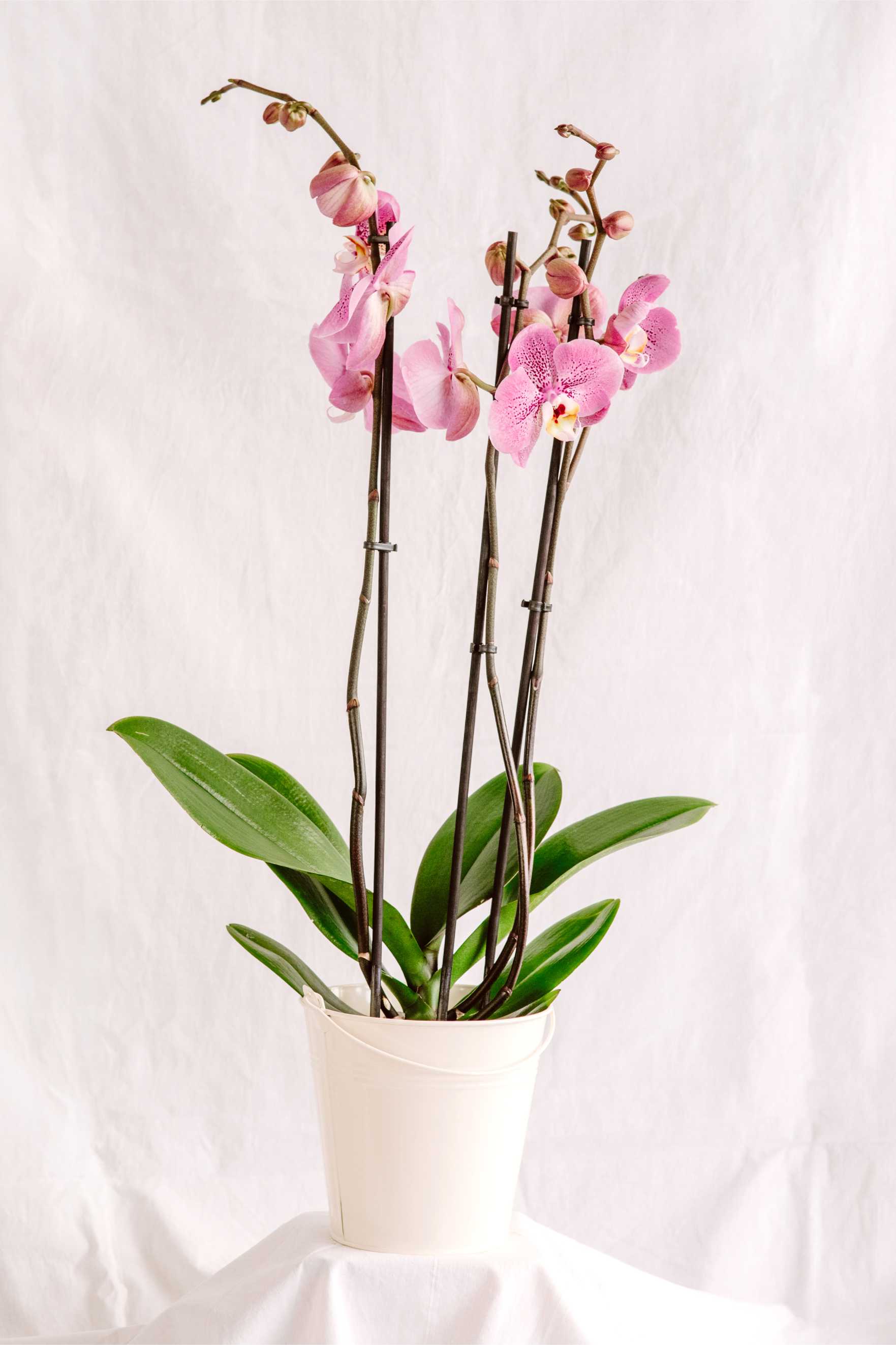 Imatge d’una orquídia Phalaenopsis de color rosa amb flors obertes i tiges altes, presentada en un test blanc.