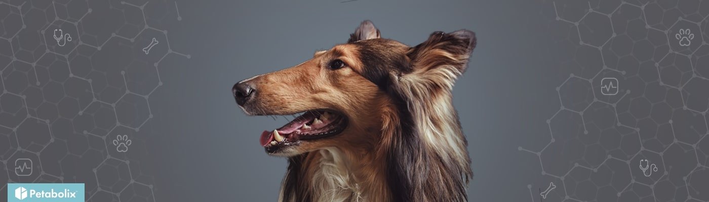 Collie image